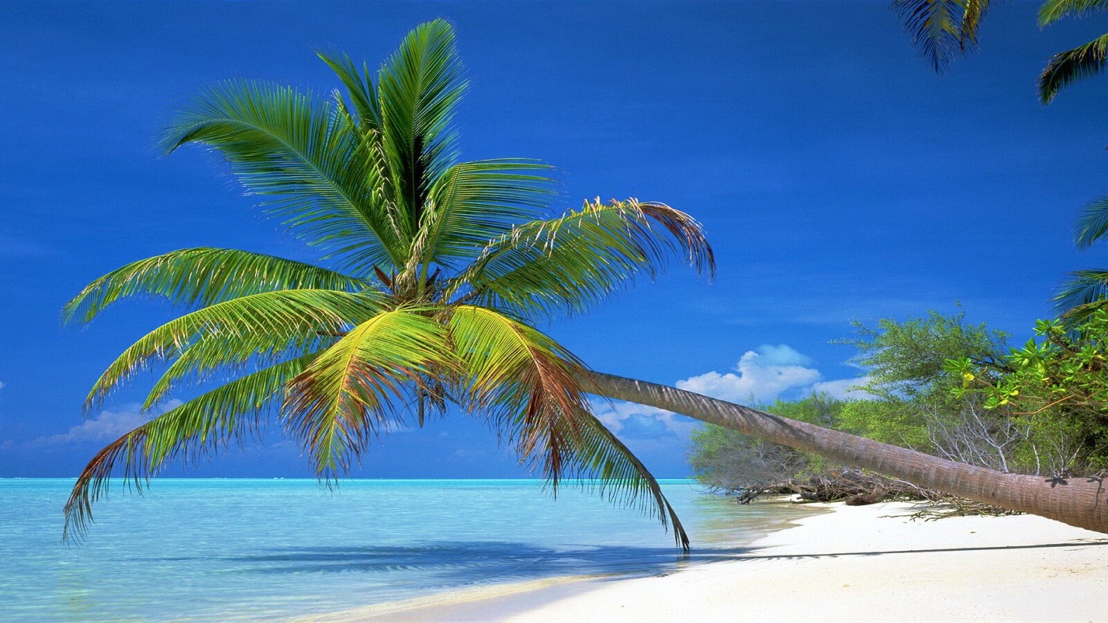 Пальма над водой обои