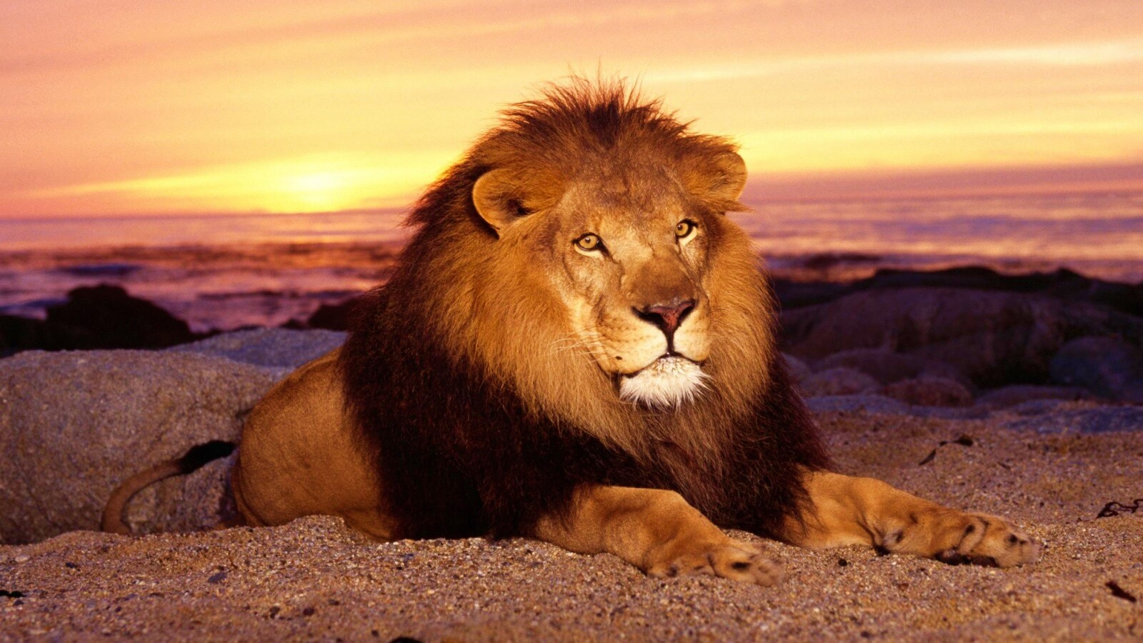 Лев на берегу океана обои