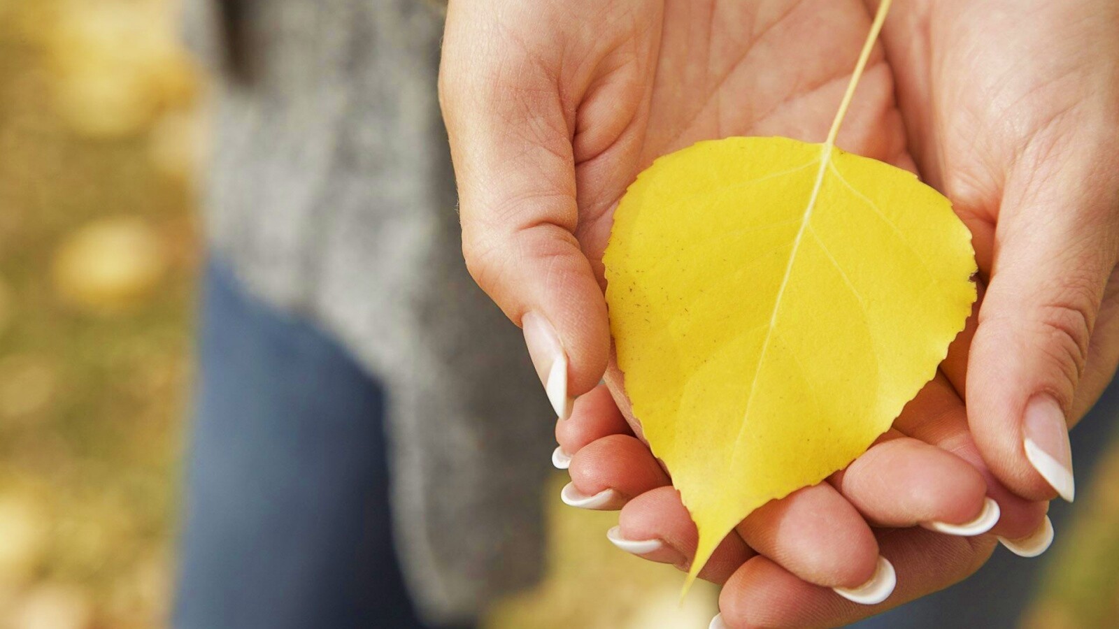 Осенний лист в руках обои