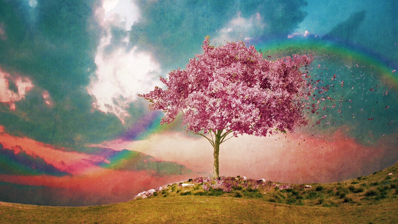 Одинокое цветущее дерево обои