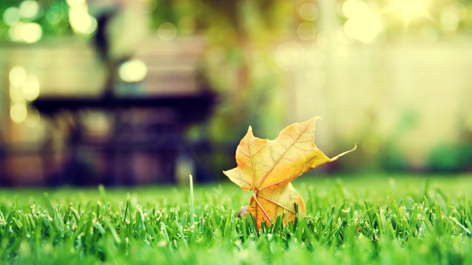 Зеленый лист на траве обои