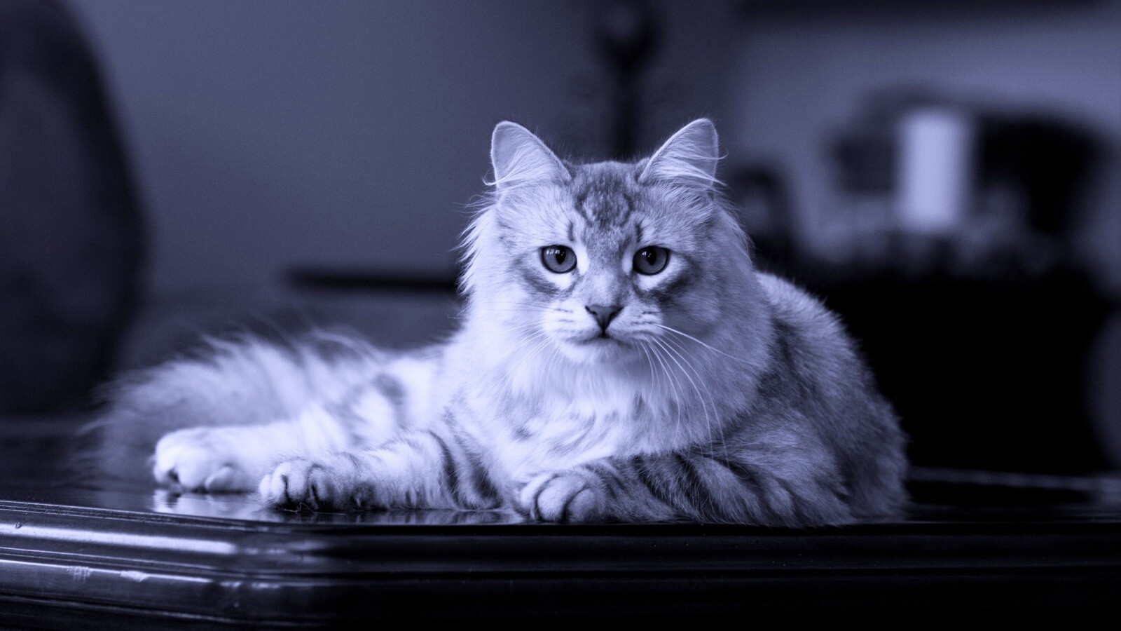 Кот благородных кровей обои