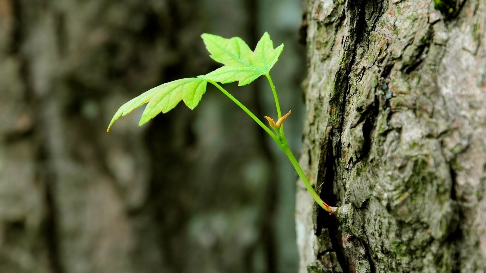Молодой листик обои