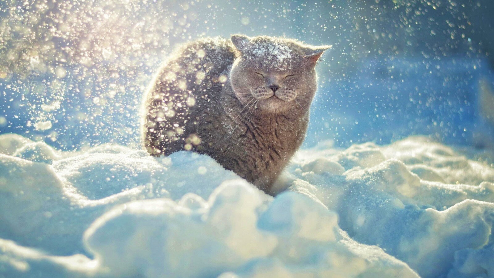 Британце в снегу обои