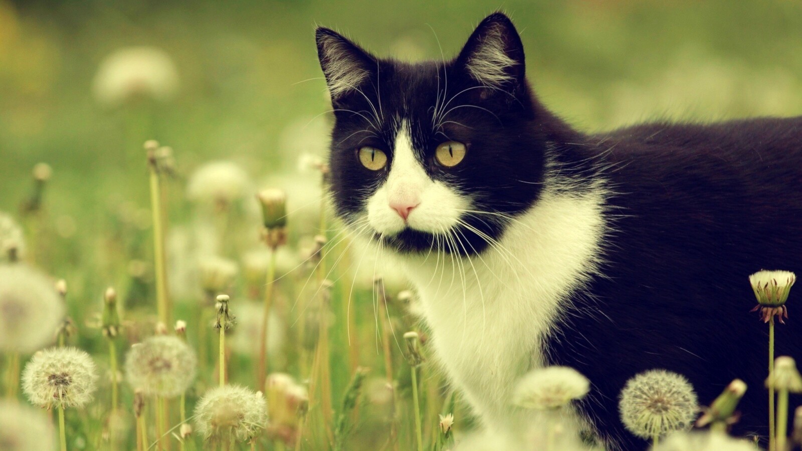 Кот в одуванчиках обои