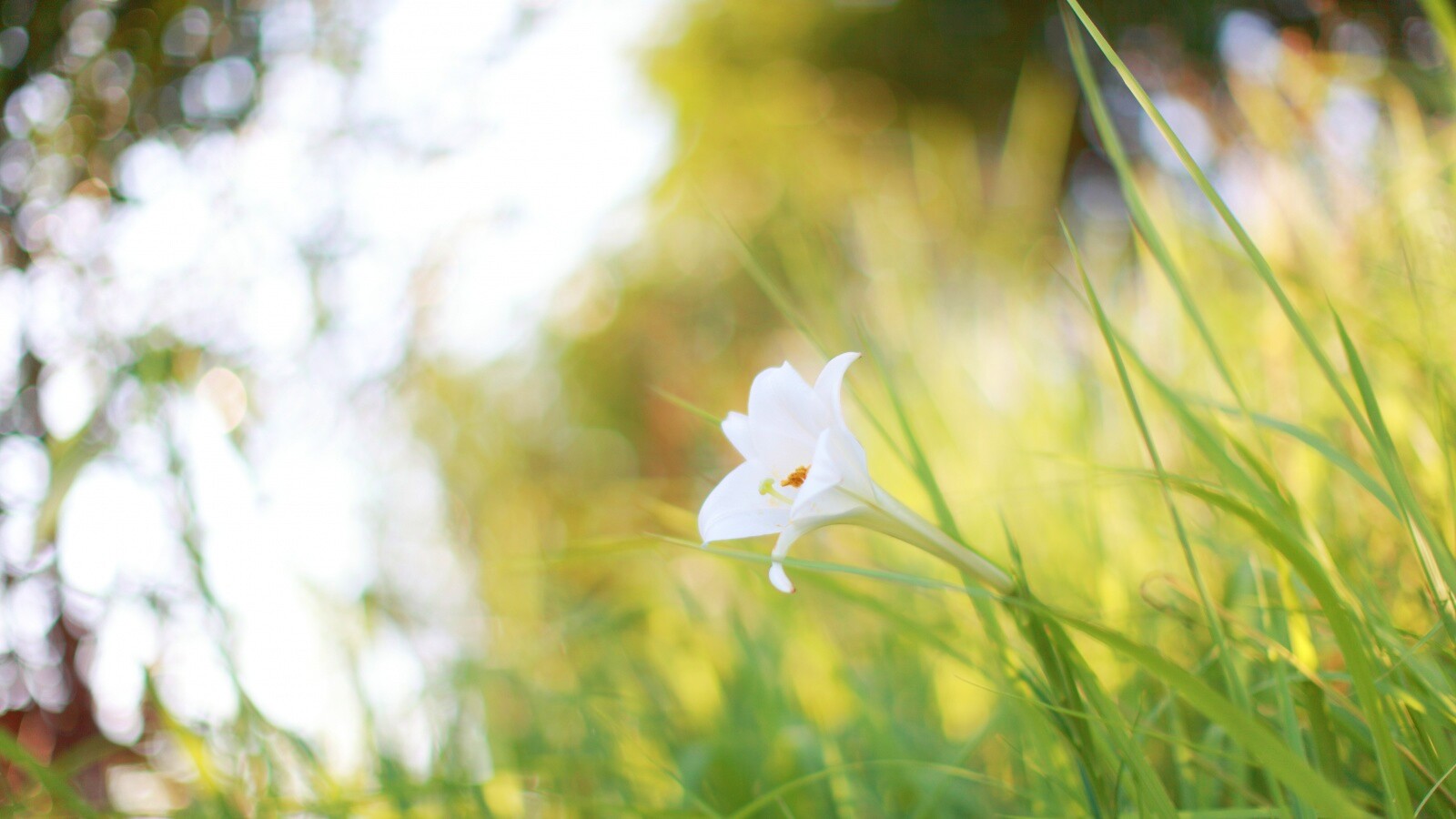 Цветок затерявшийся в траве обои