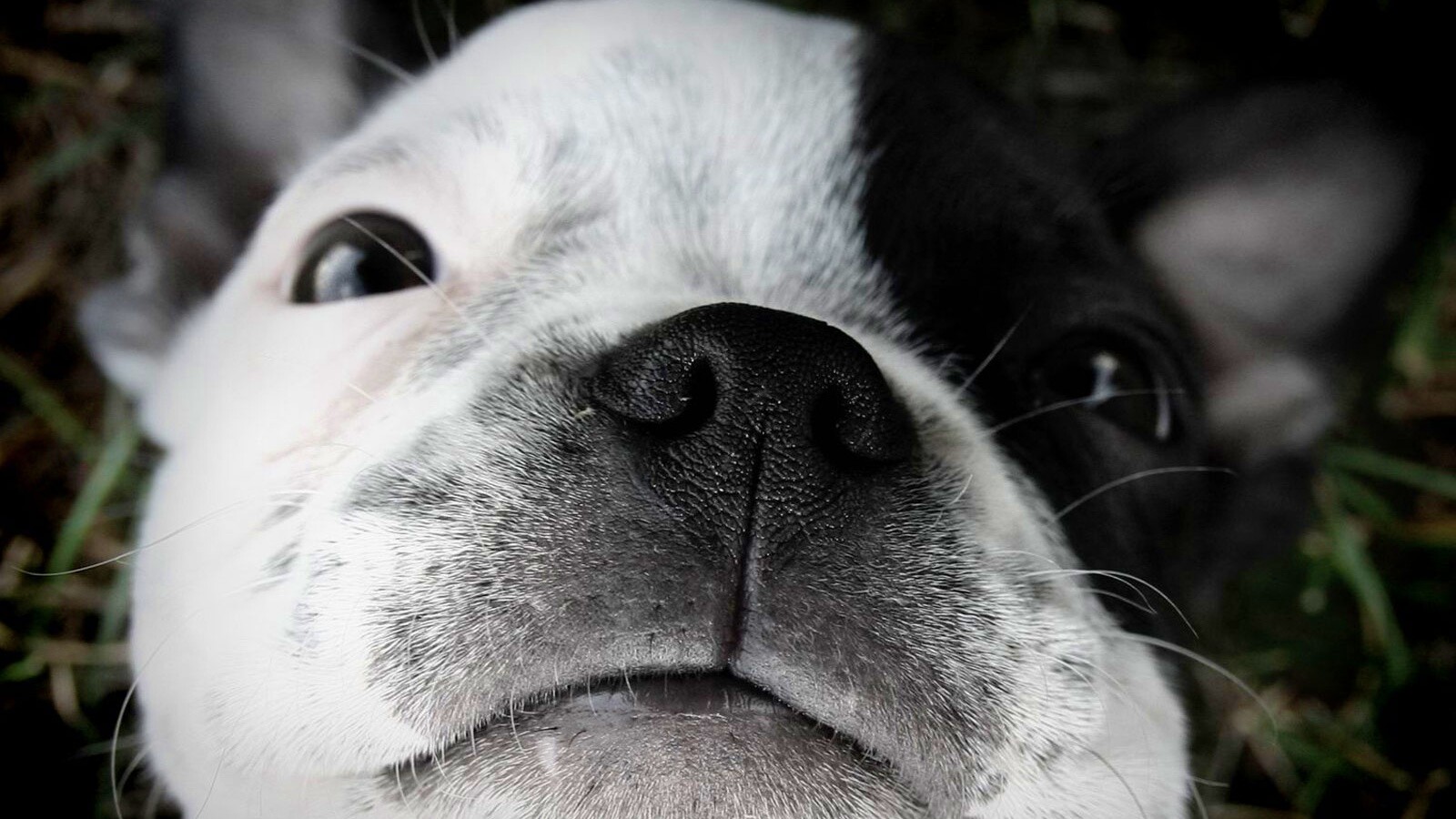 Бостонский терьер обои