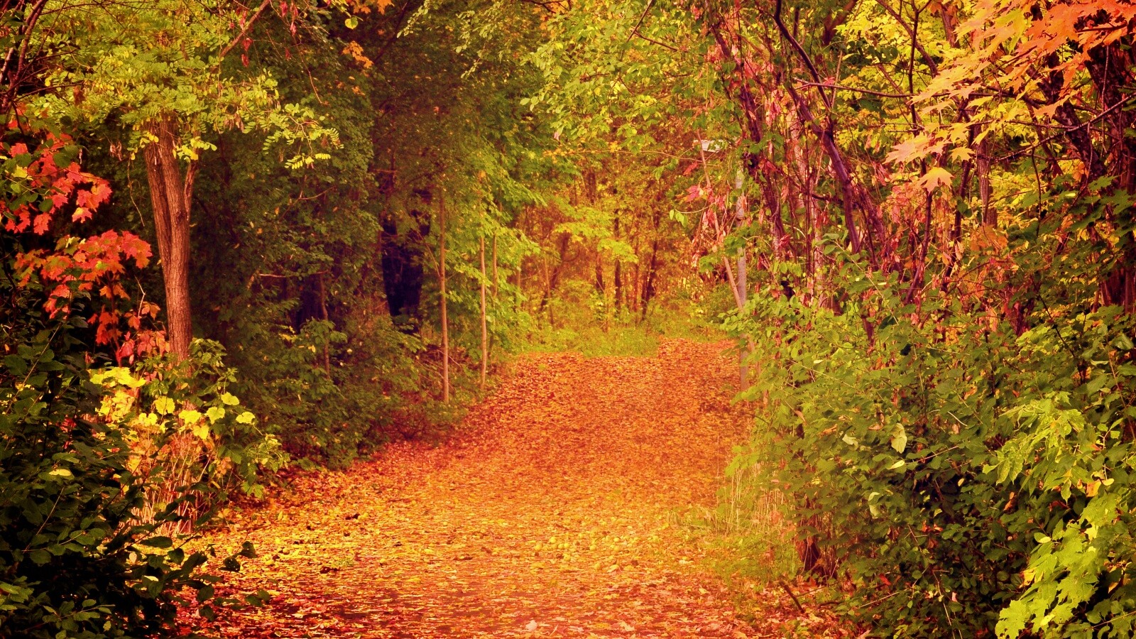 Дорожка в осеннем лесу обои