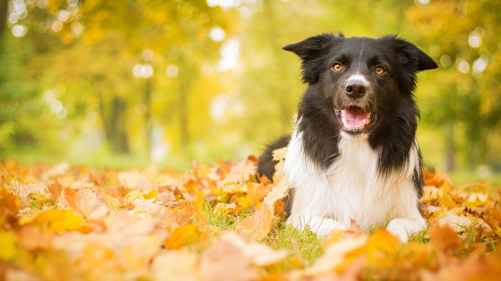 Пес среди листвы обои