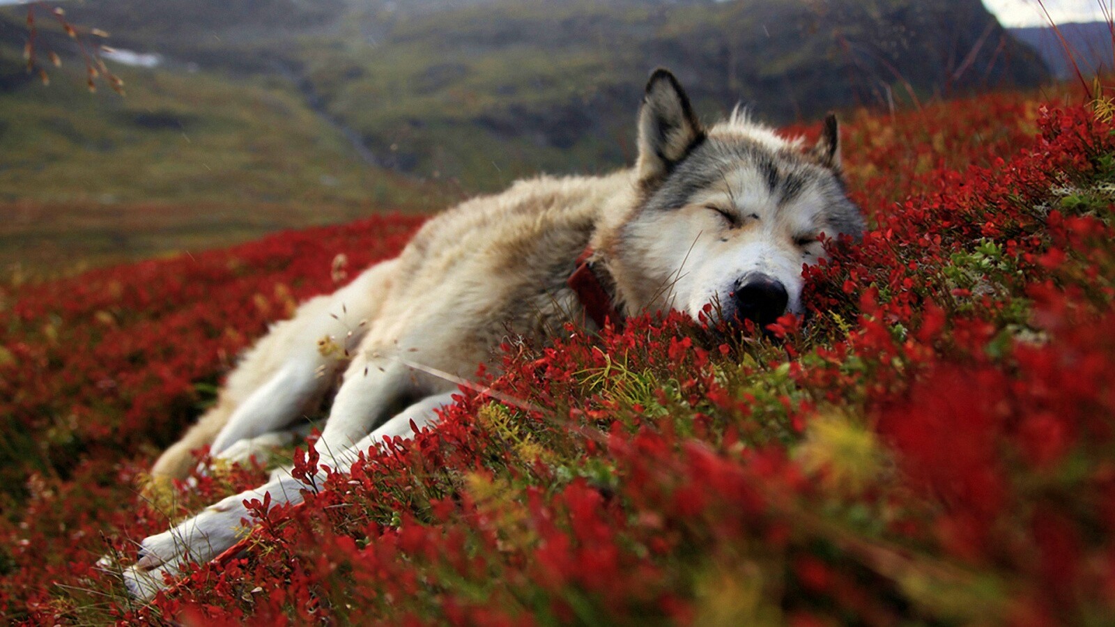 Лапа в цветах обои