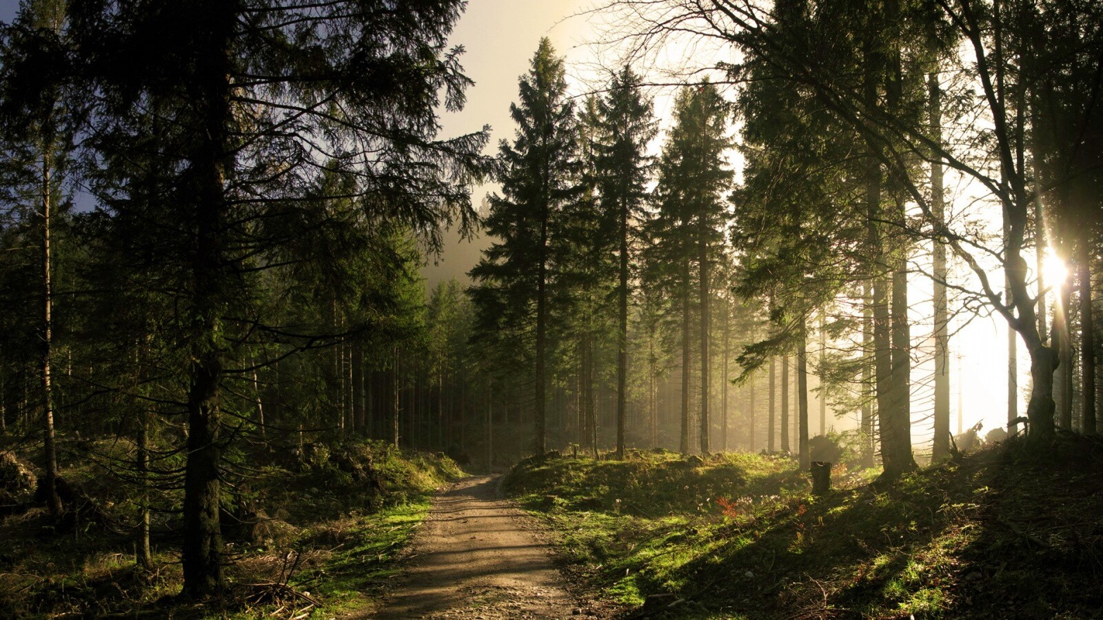 Лесная дорога обои