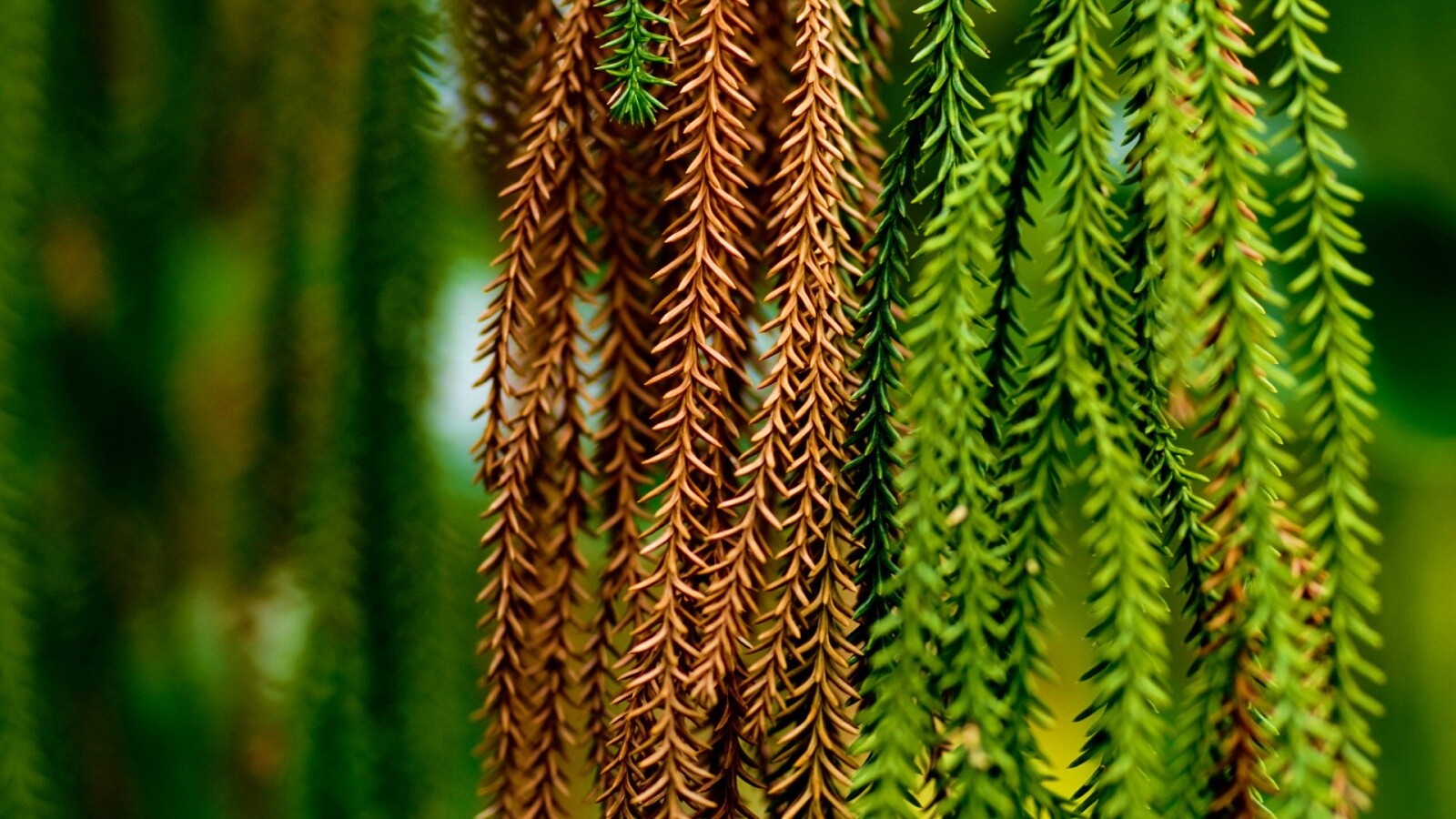 Зеленые колючки обои