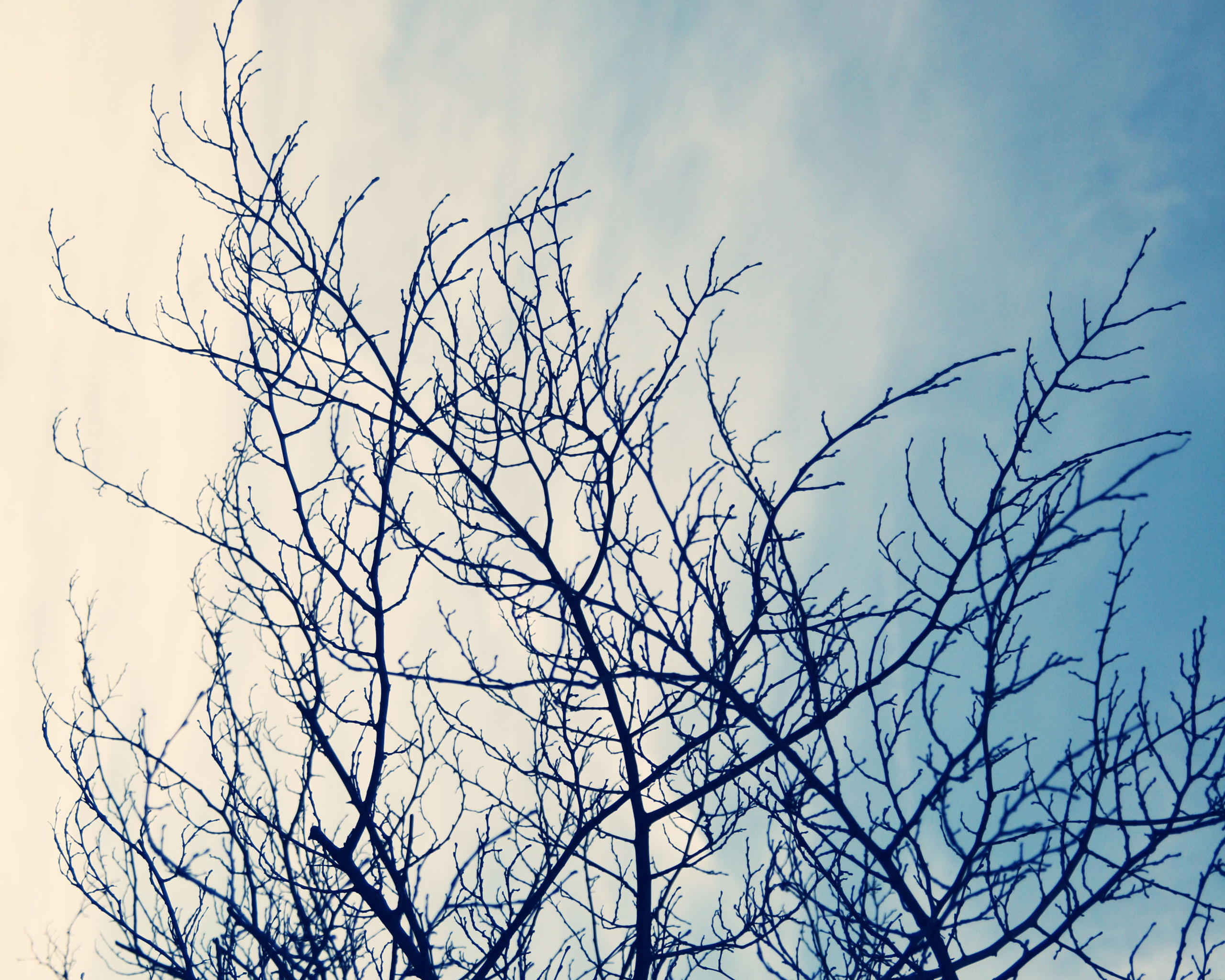 Ветвистое дерево обои