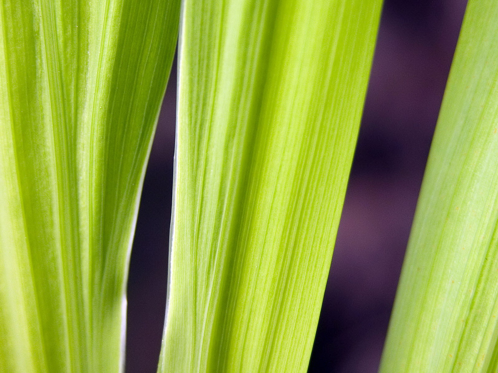 Салатоввые травинки обои