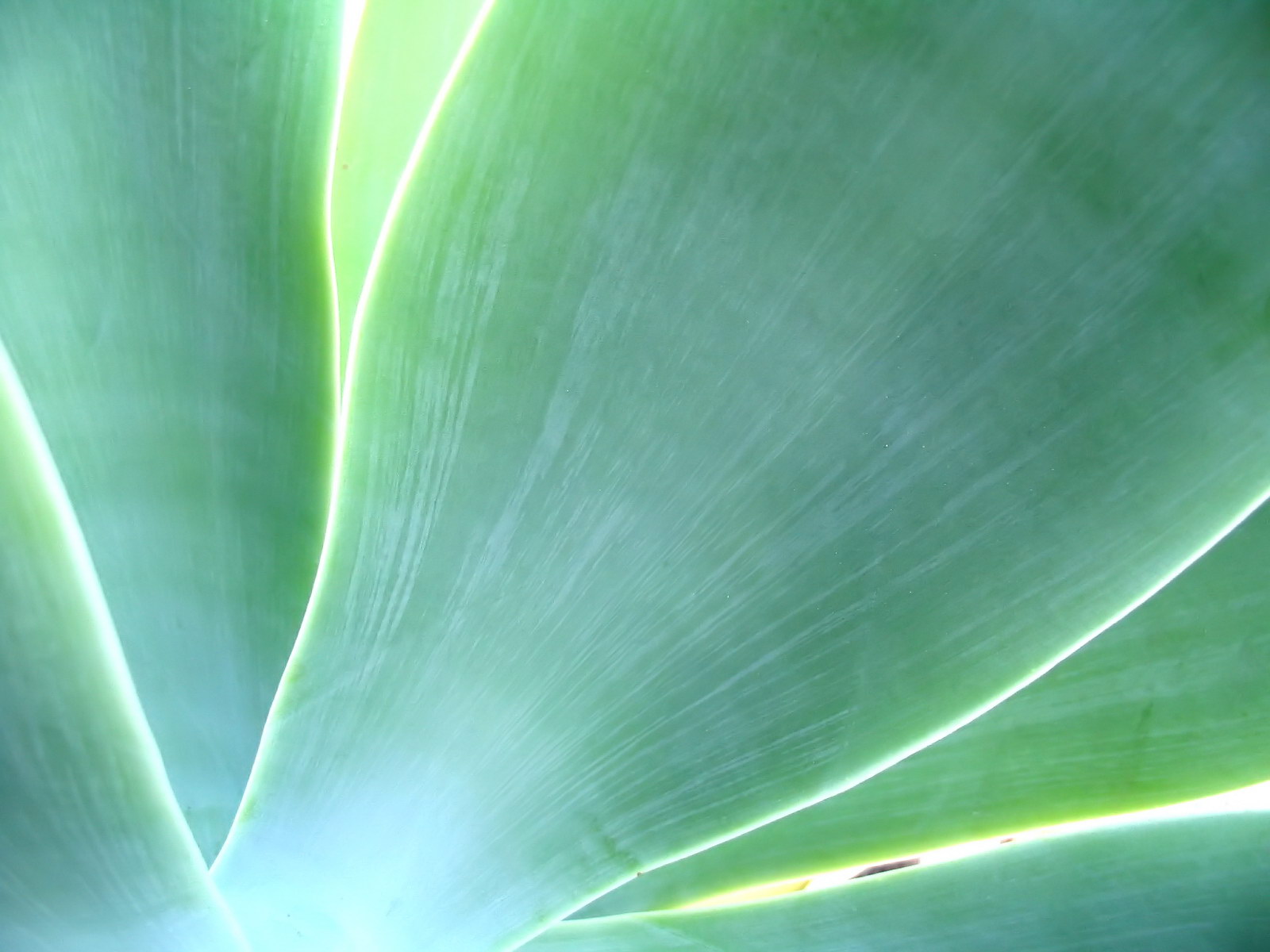 Макро фото травинки обои