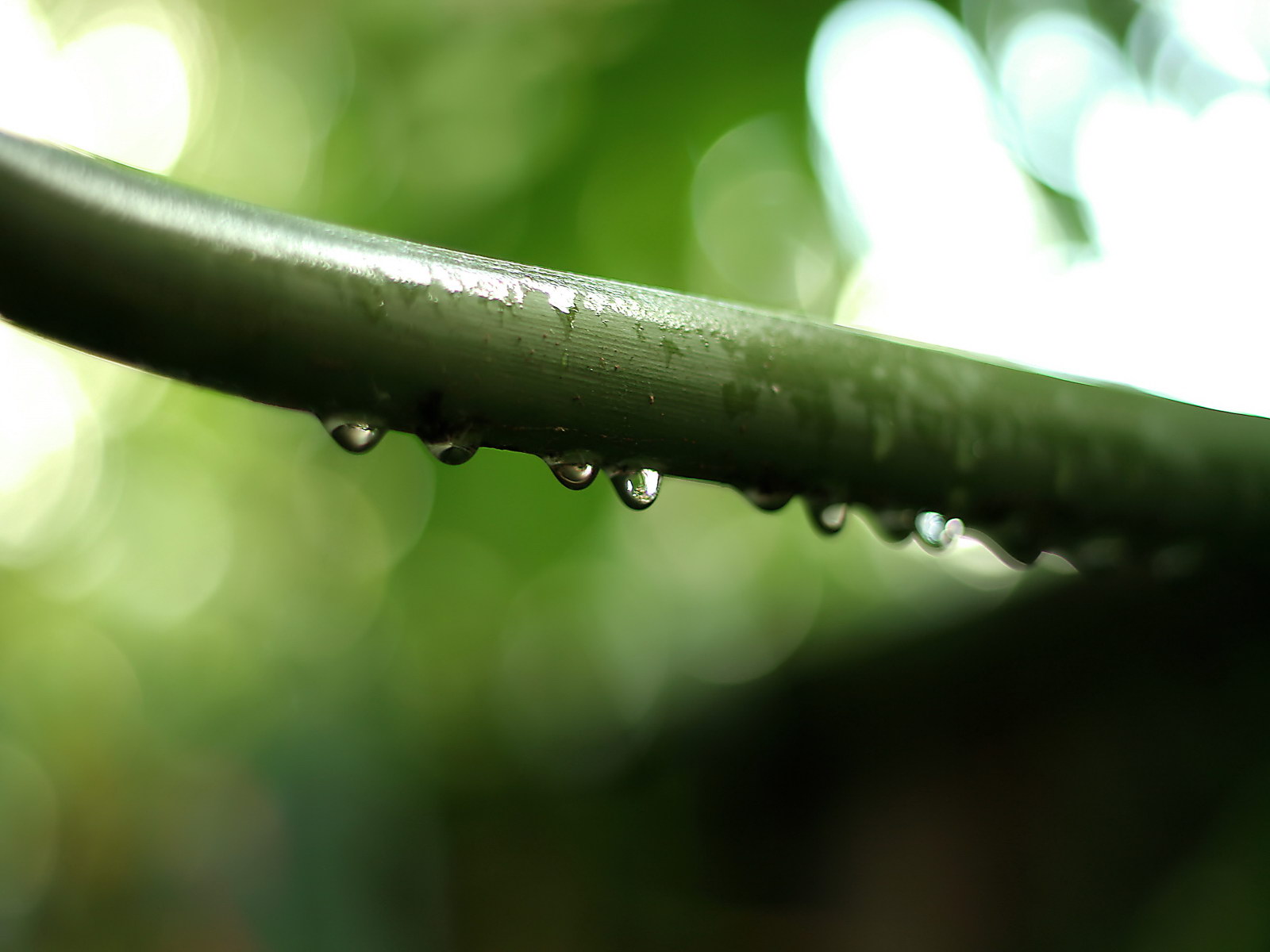 Капли на стебле обои