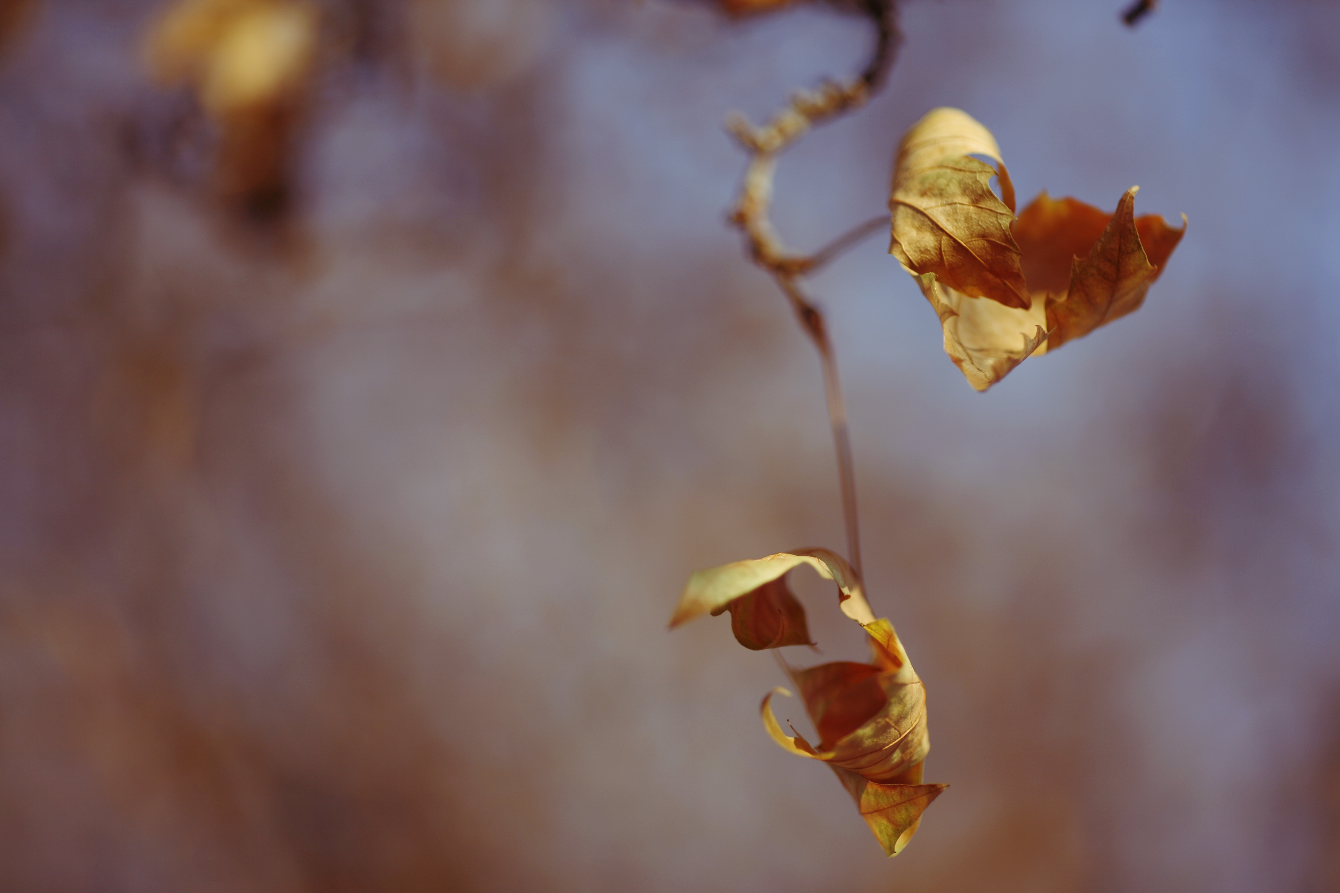 Увядшие листья обои