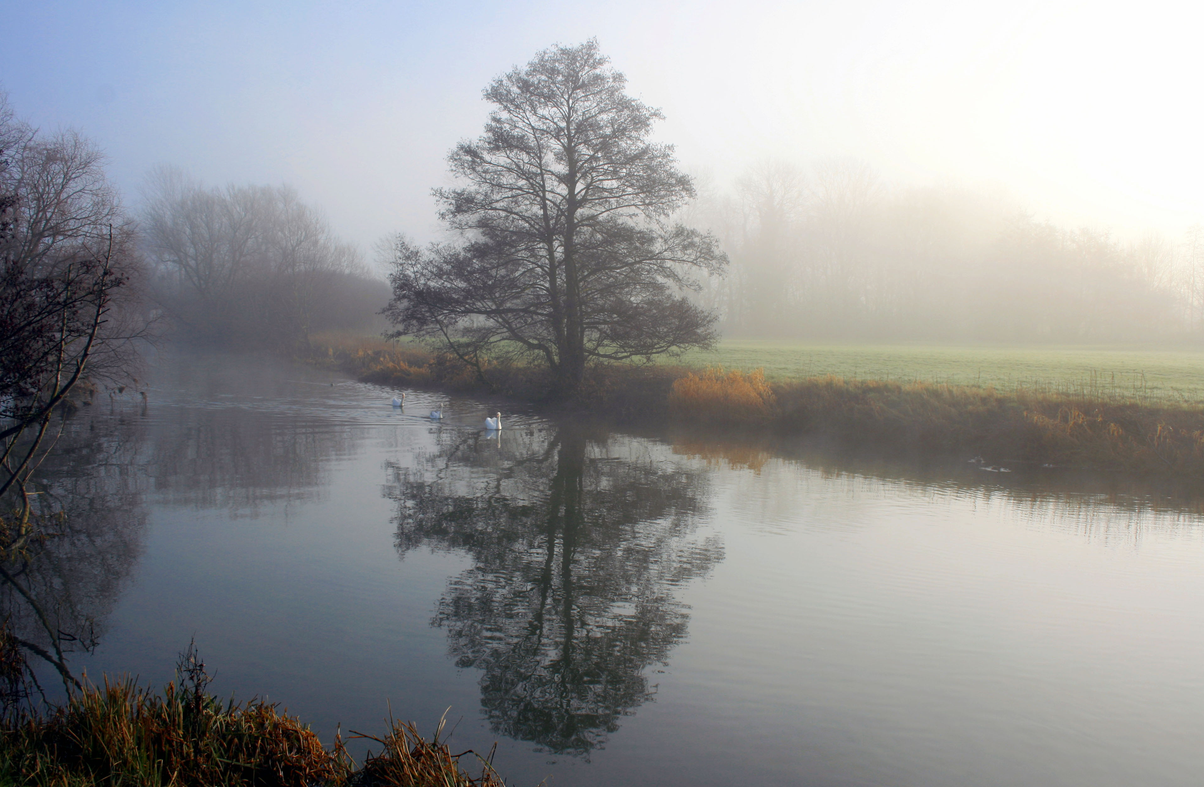Дерево в тумане обои