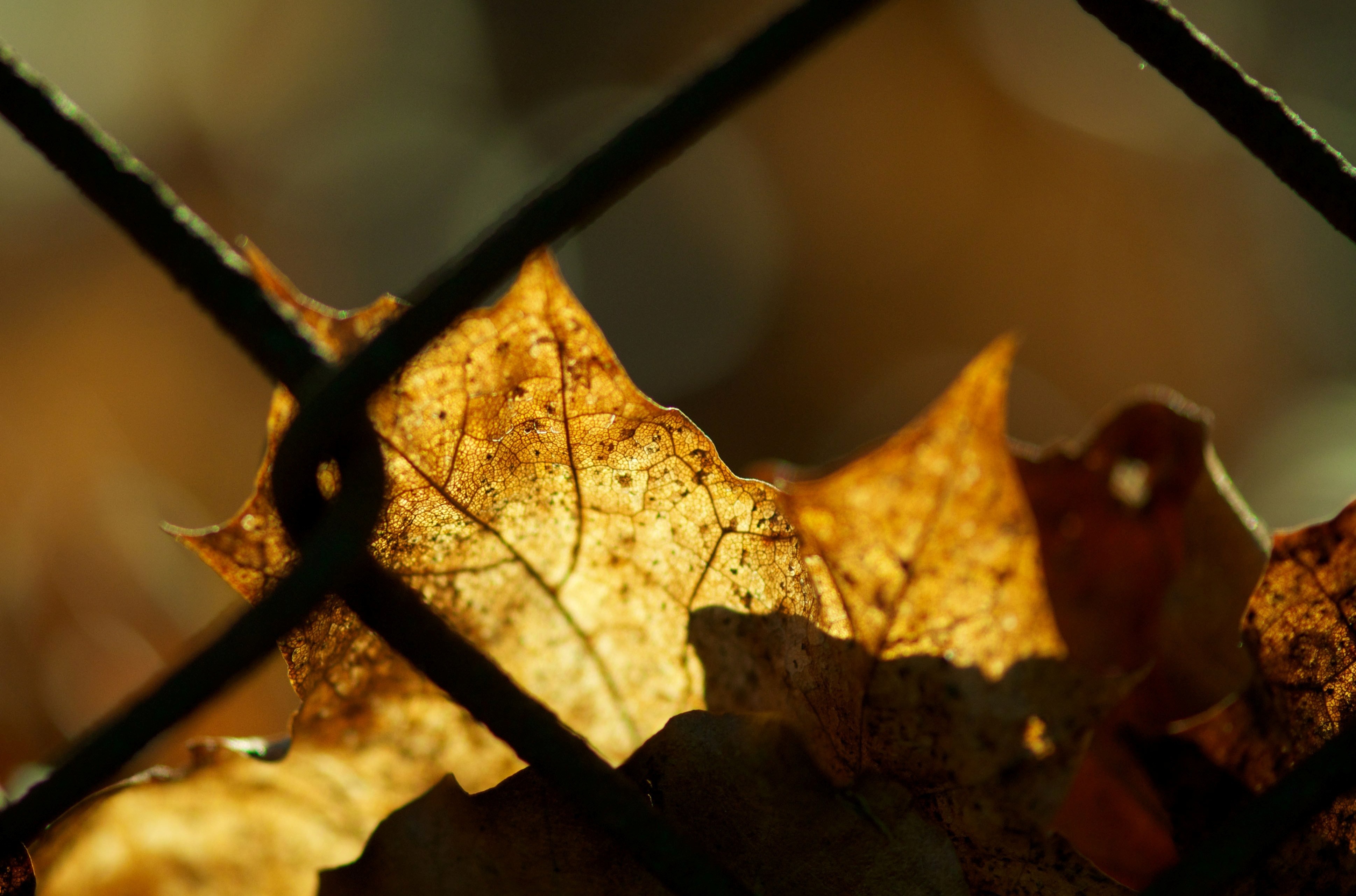 Осенний лист на забором обои