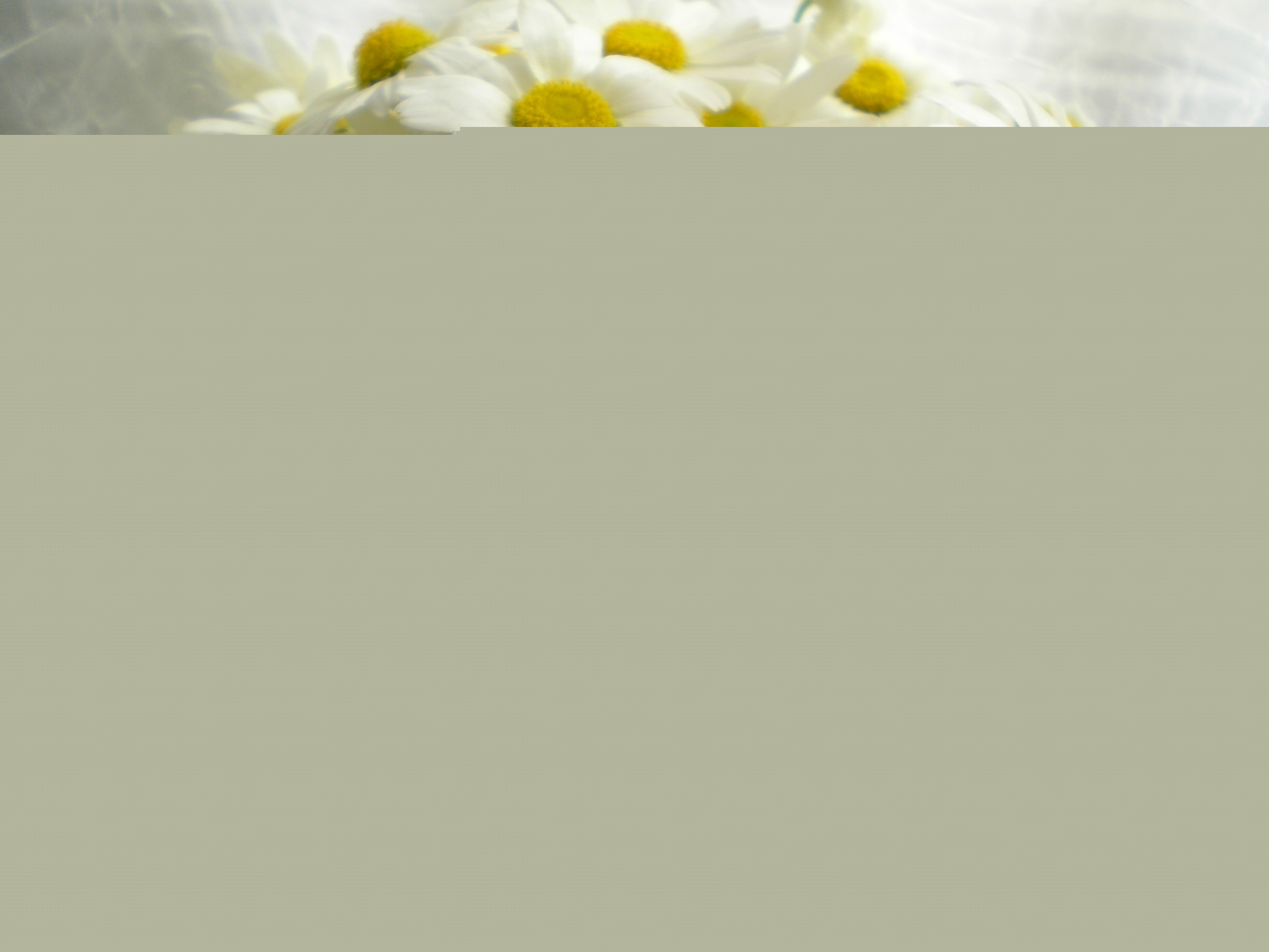 Ромашки обои