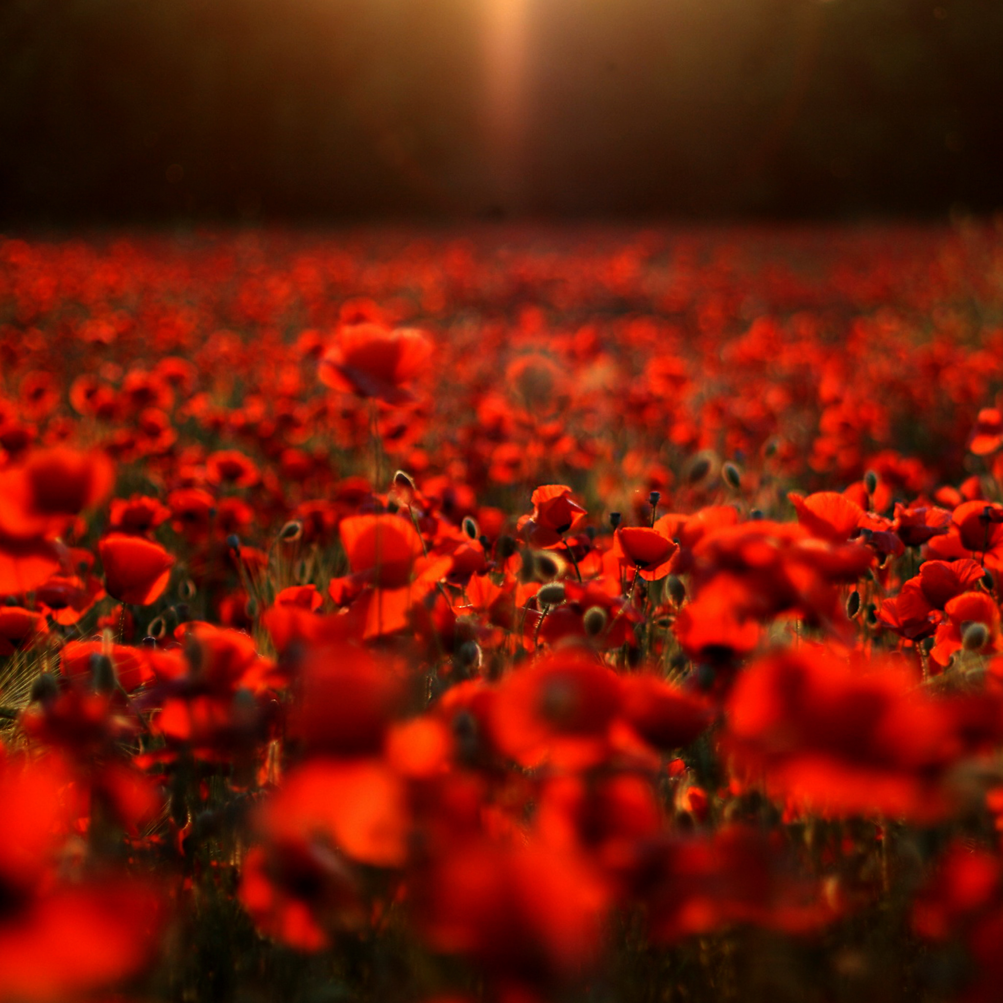 Маки в полях обои