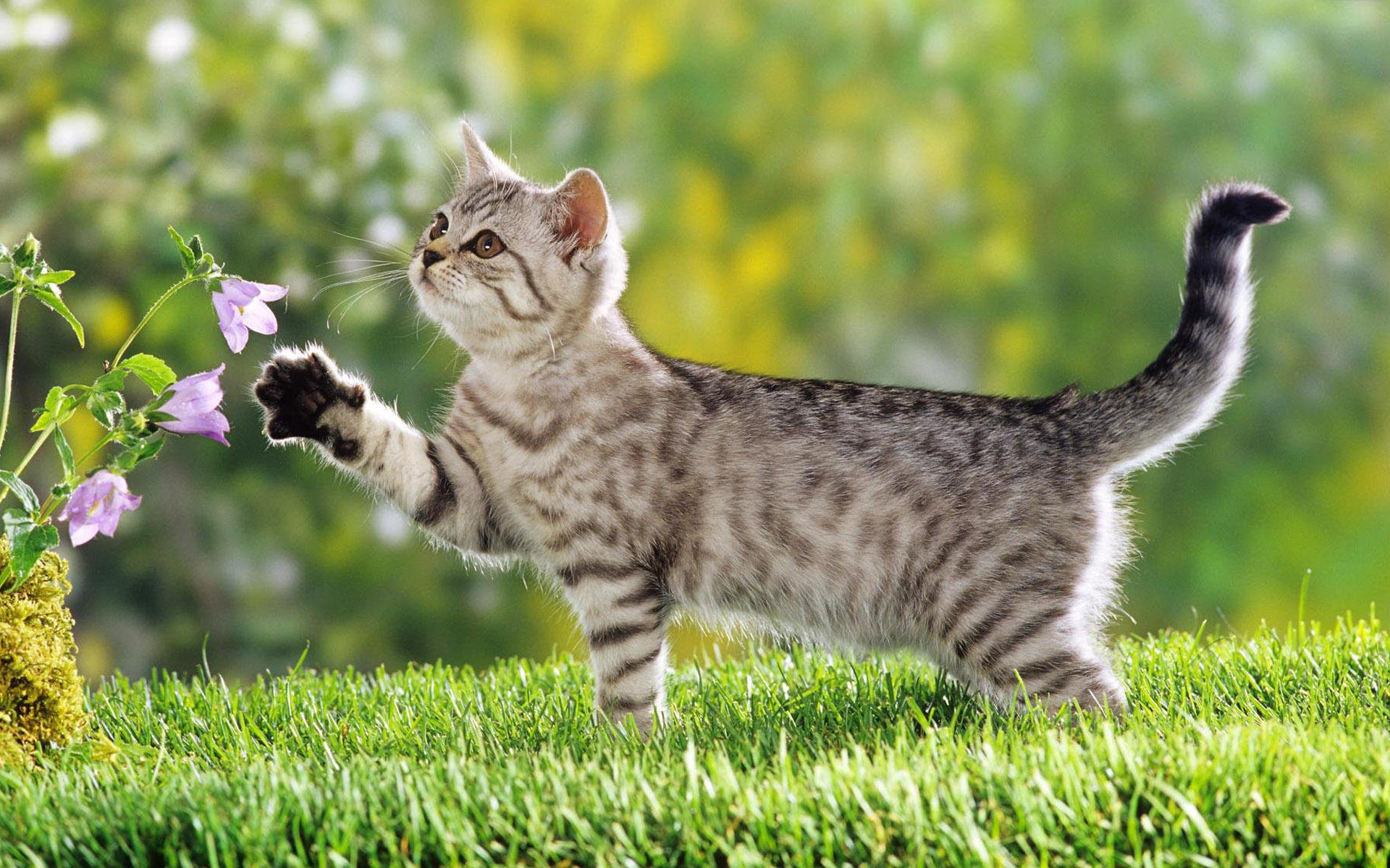 Котенок играет с цветами обои