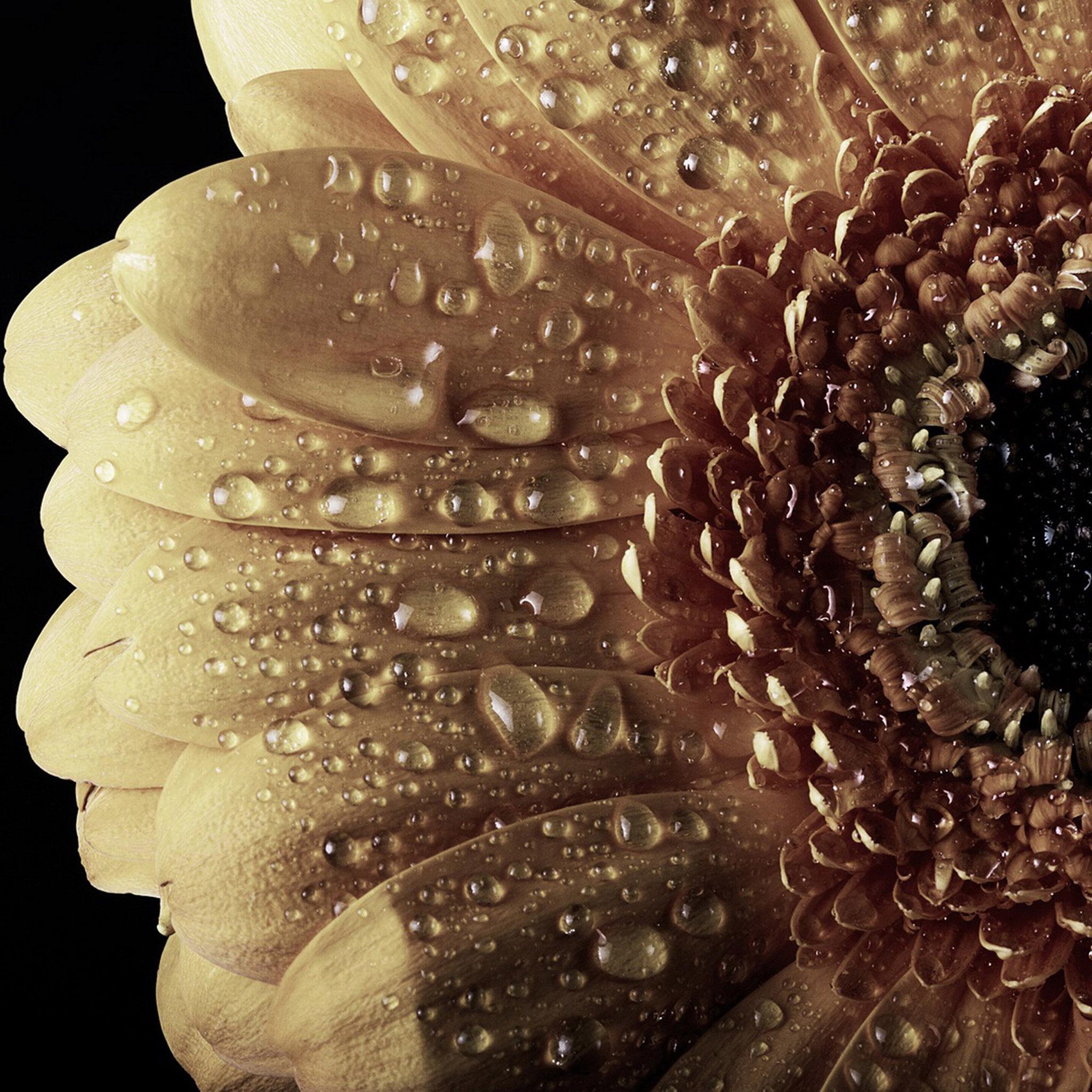 Капли на лепестках гербера обои