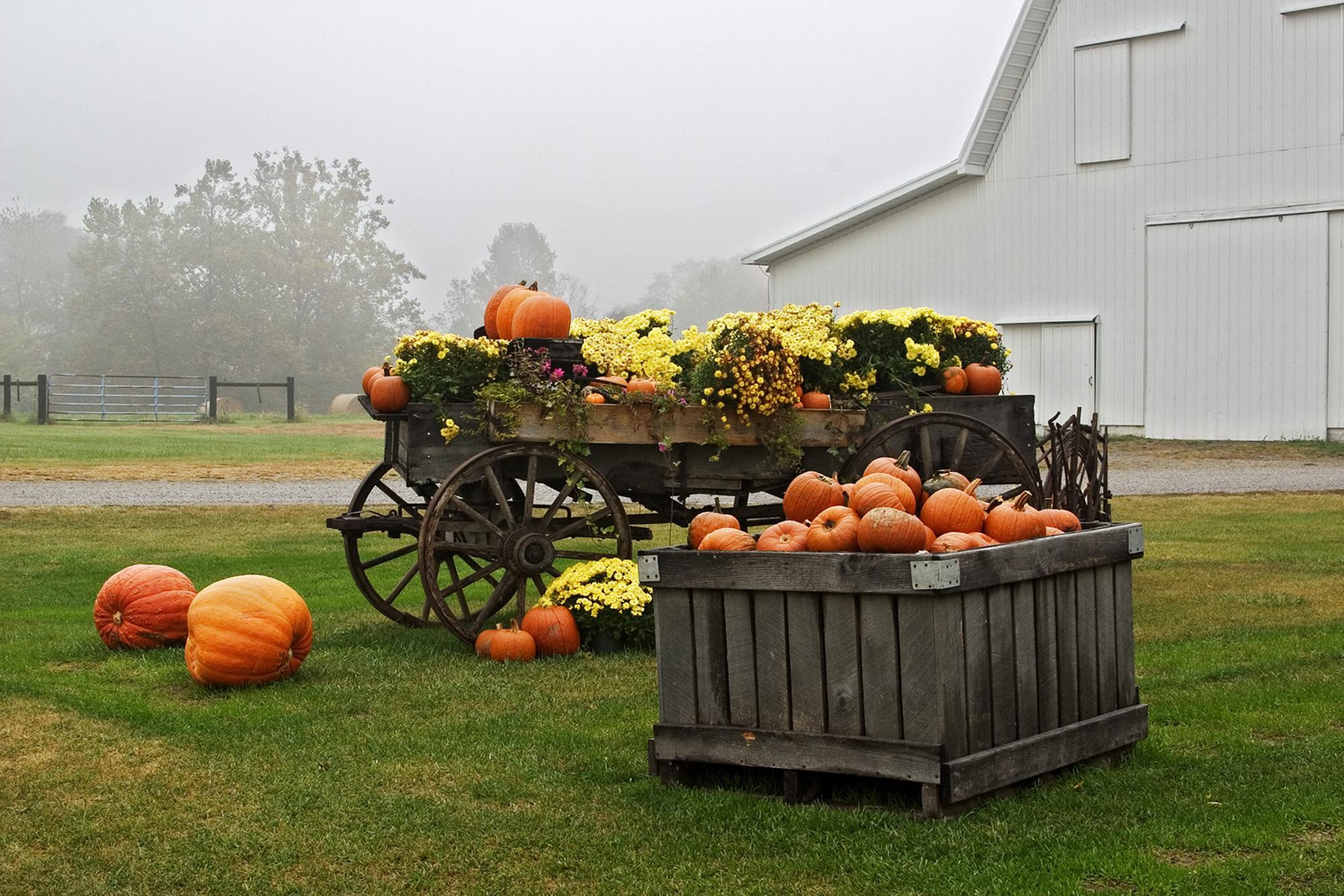 Урожай тыков обои
