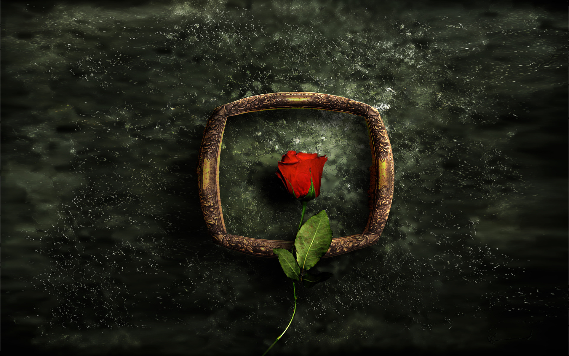 Роза на картинной раме обои