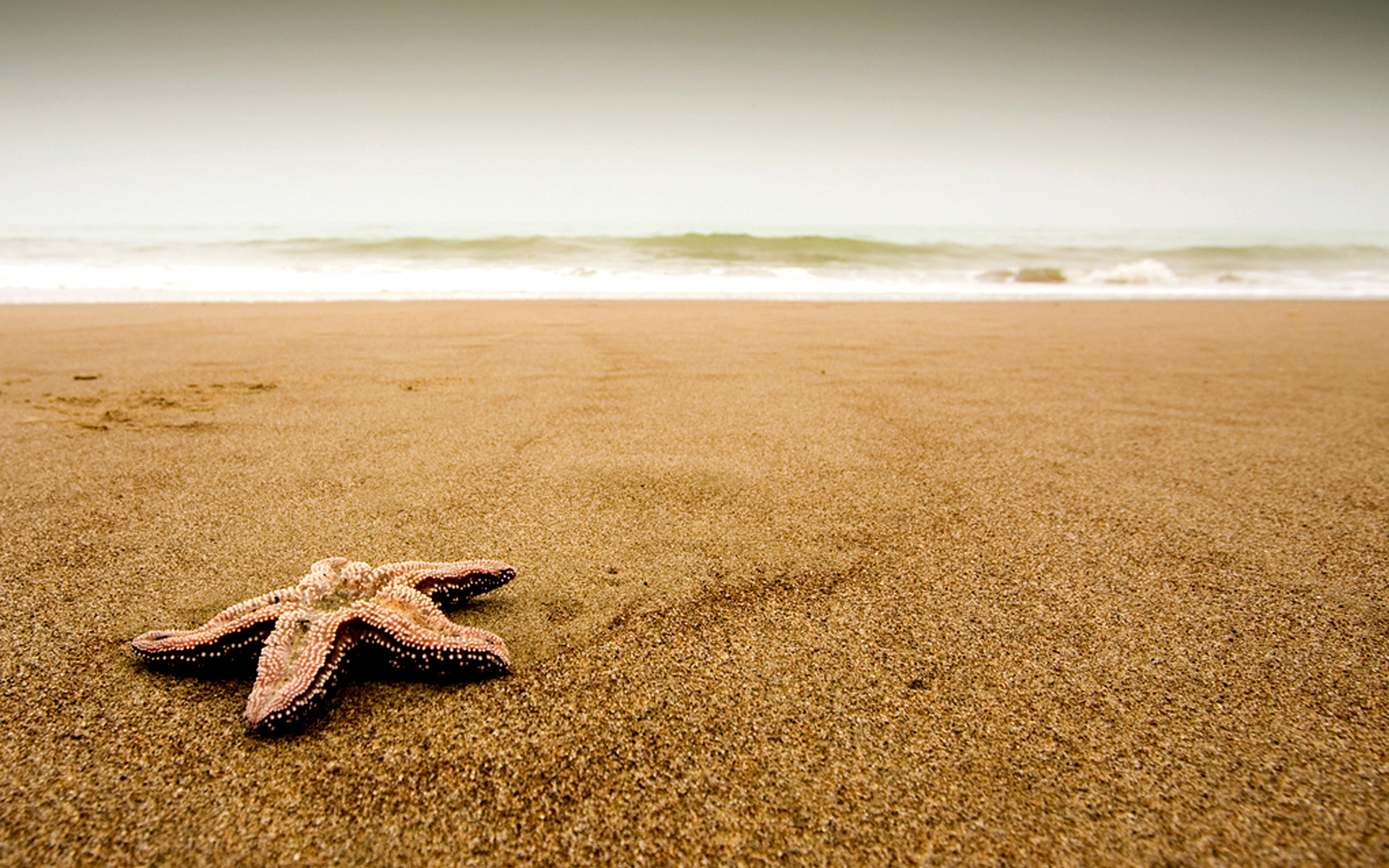 Морская звезда на бесконечном пляже обои