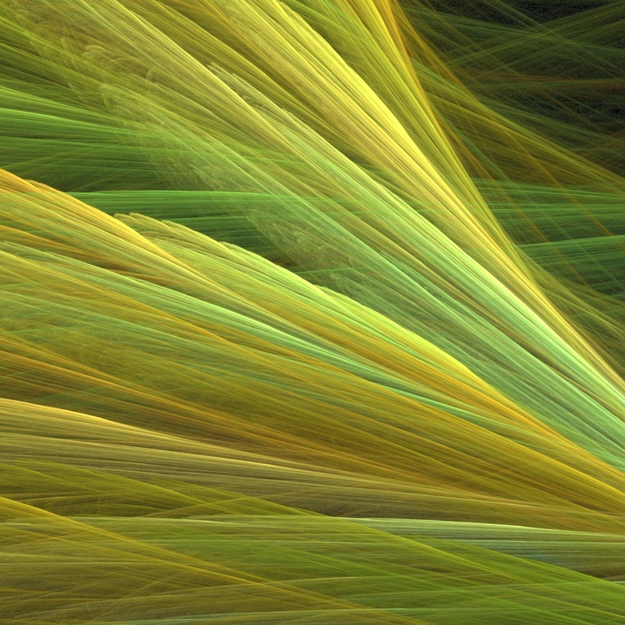 Прозрачные зеленоватые крылья обои