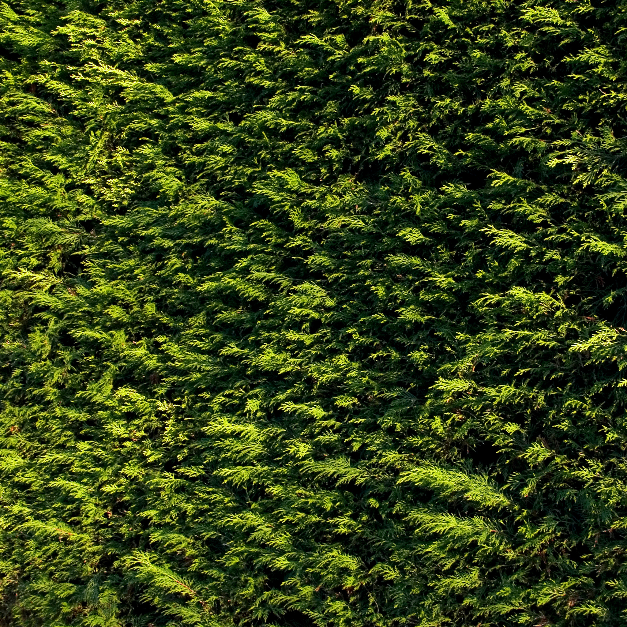 Густые хвойные заросли обои