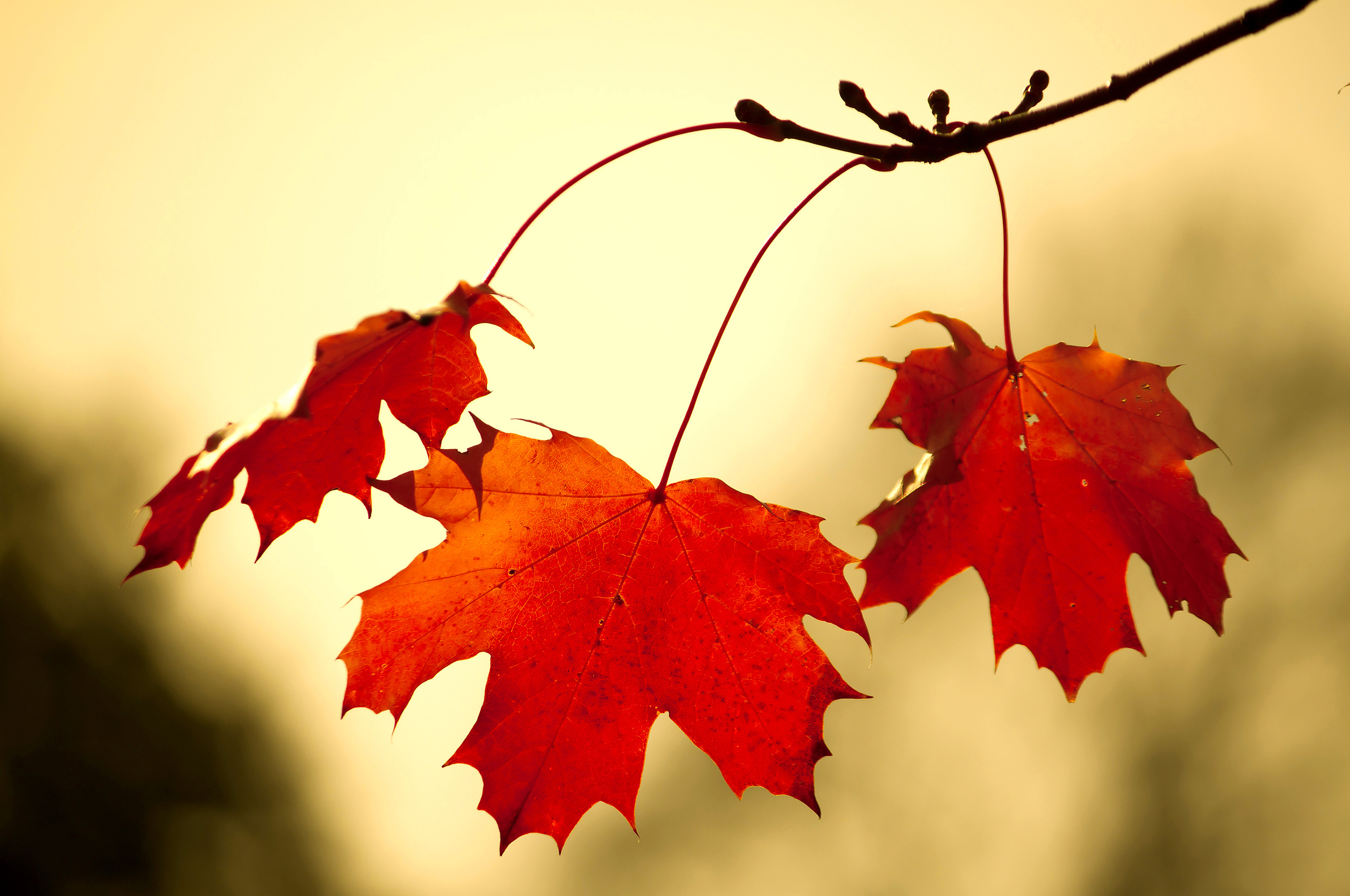 Покрасневшие листья клена обои