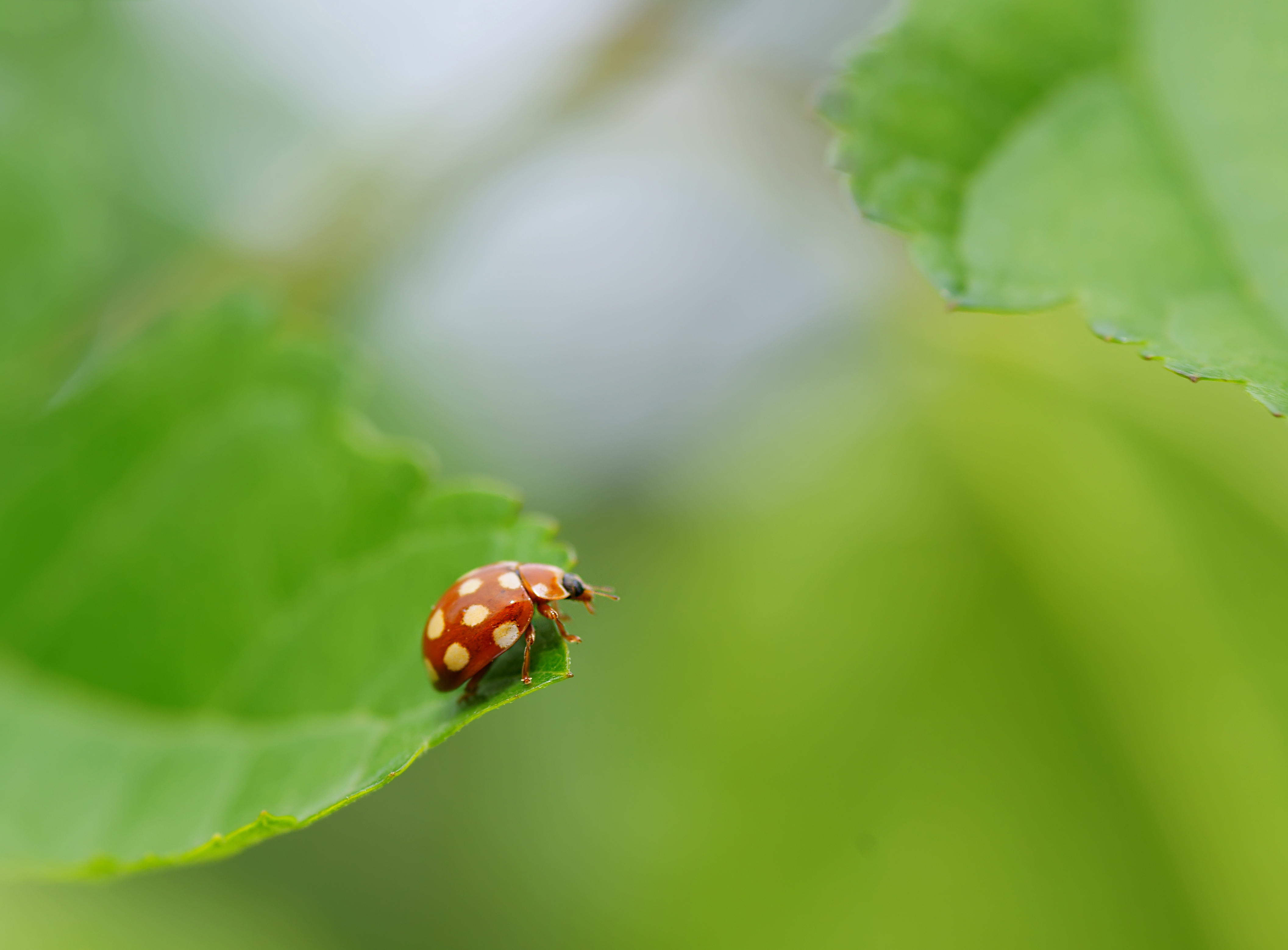 Божья коровка обои