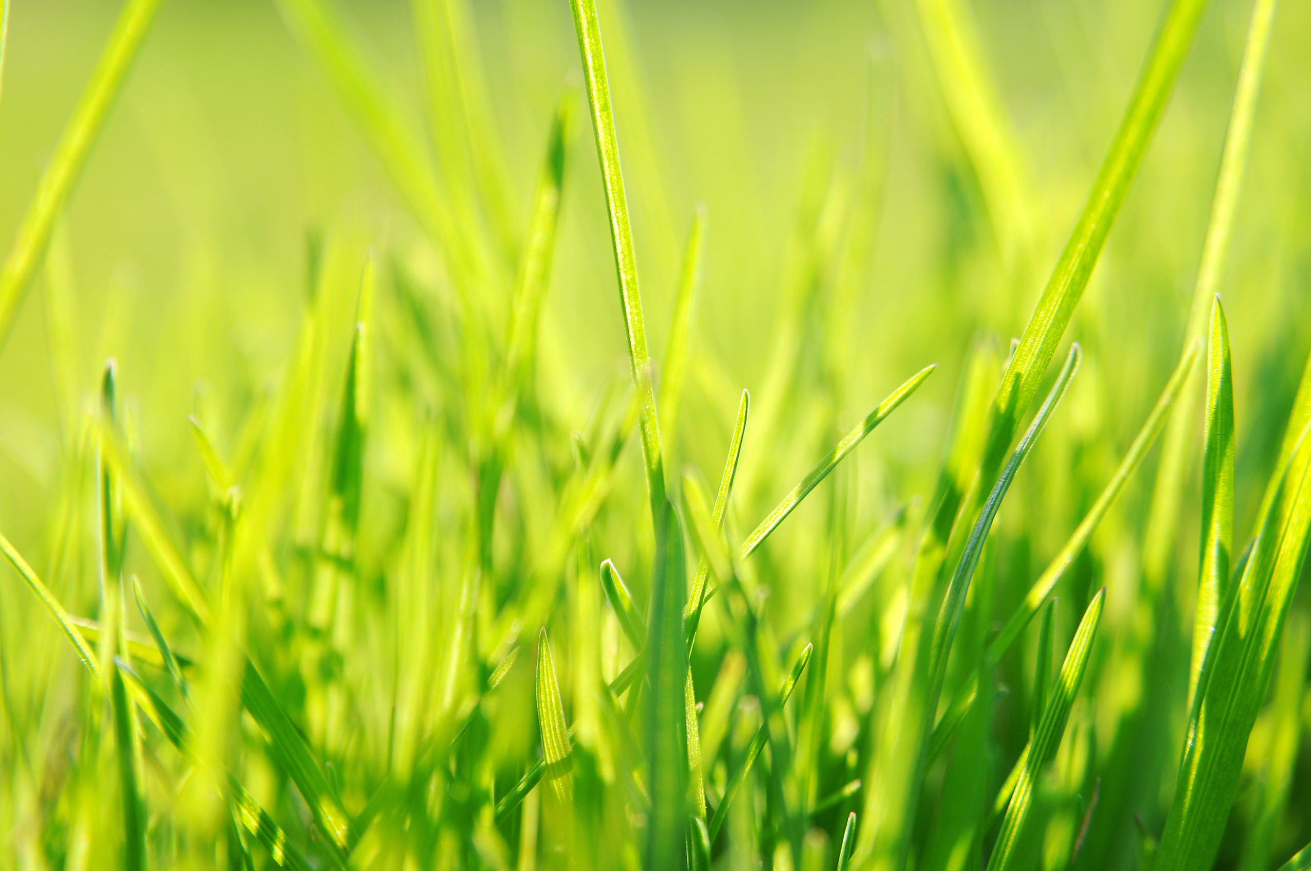 Ярко зеленая трава обои