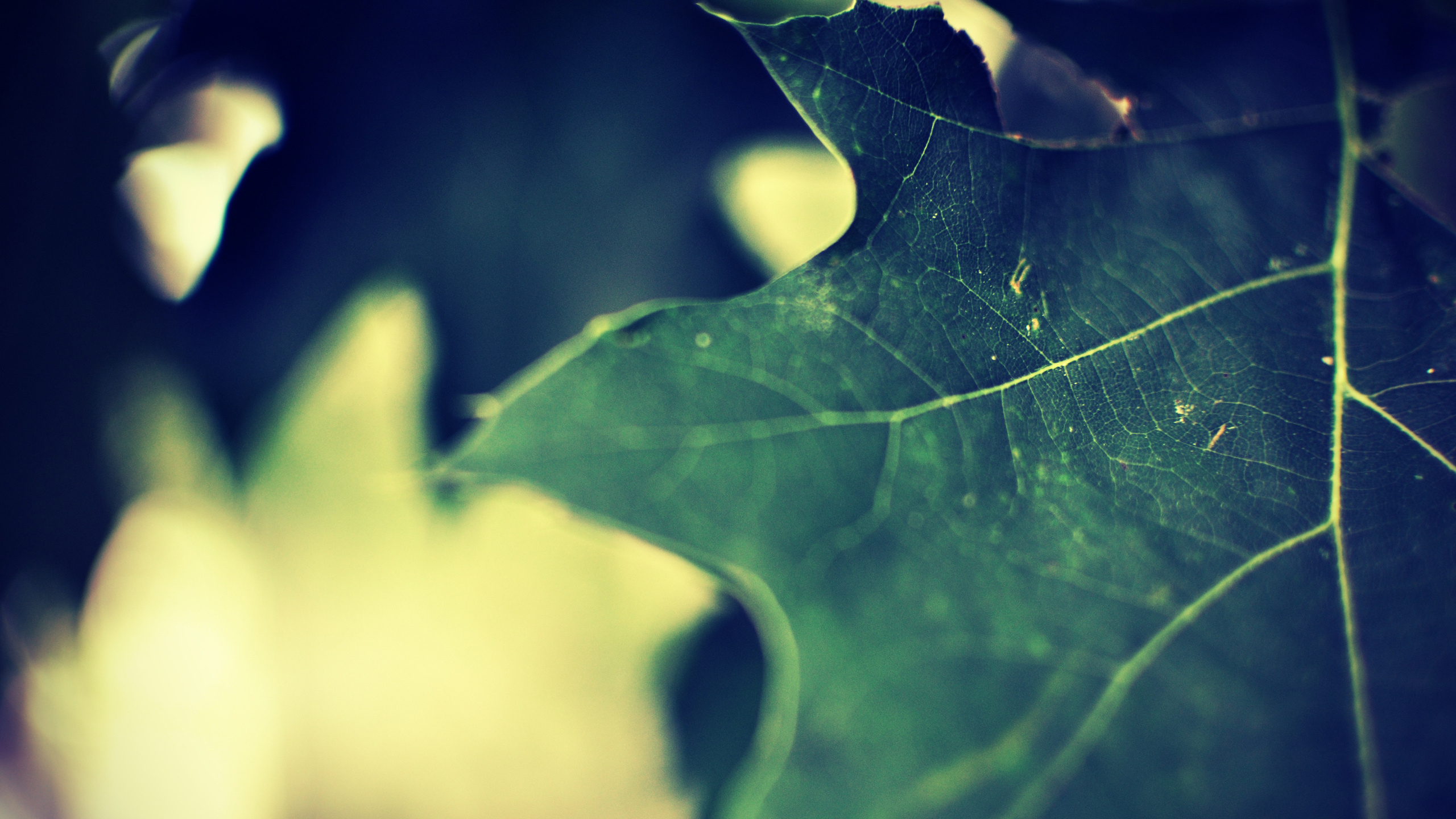 Темно-зеленый лист в макро обои