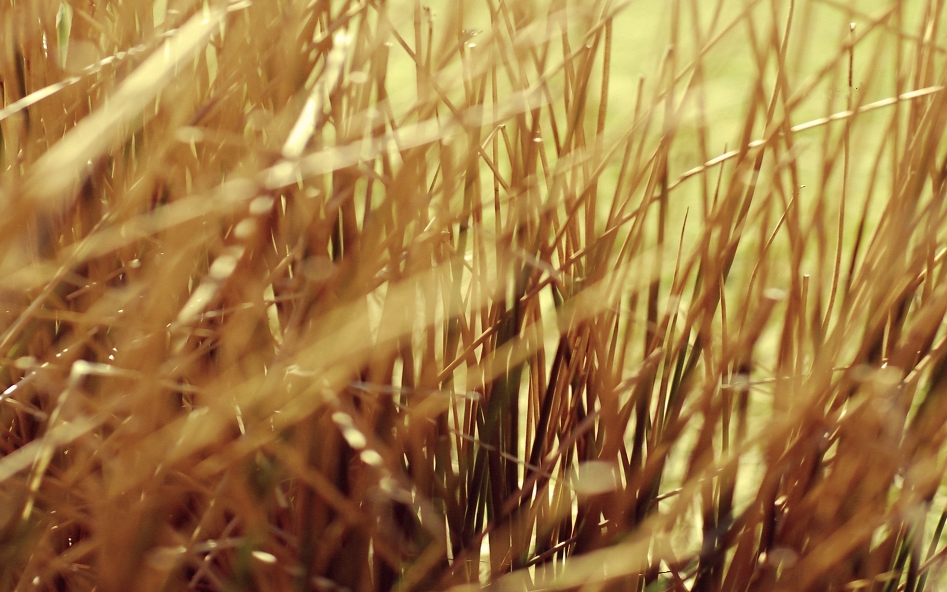 Высохшие травяные стебли обои