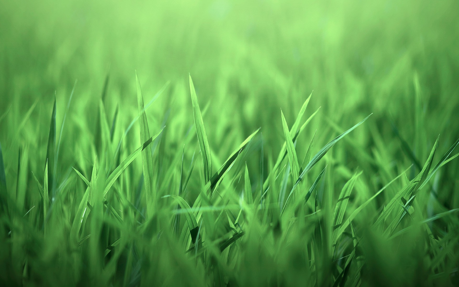 Трава обои