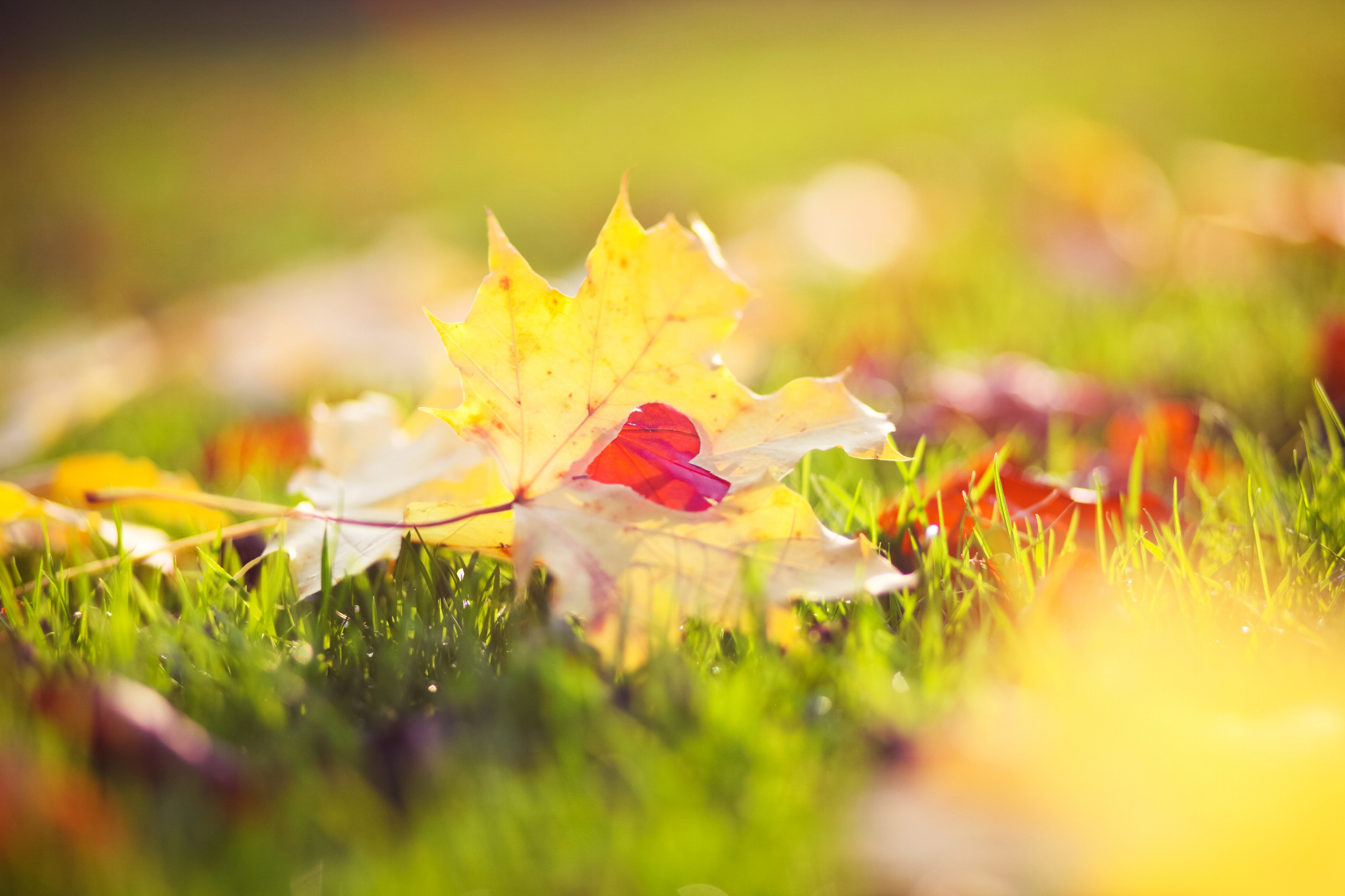 Листик в форме сердца обои