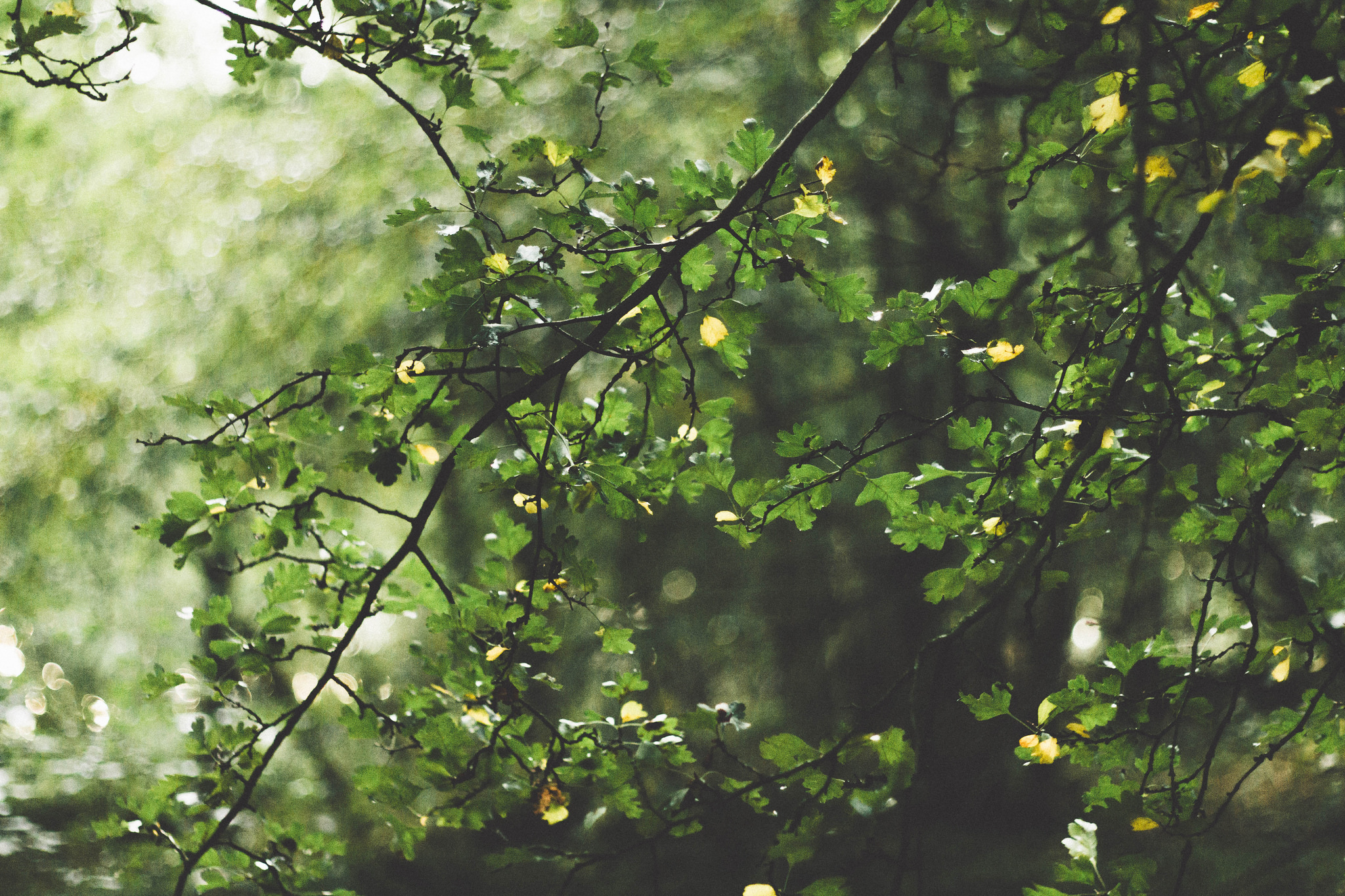 Дубовая зеленая листва обои