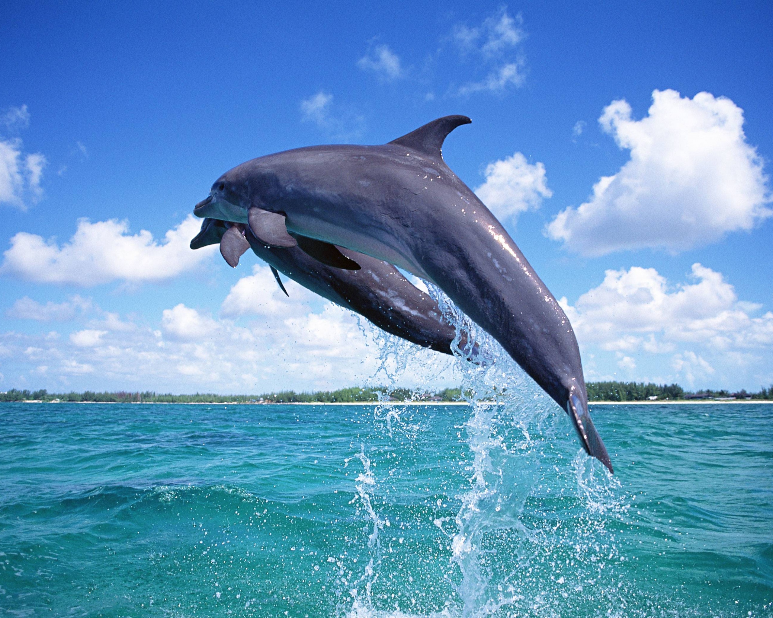 Дельфины обои