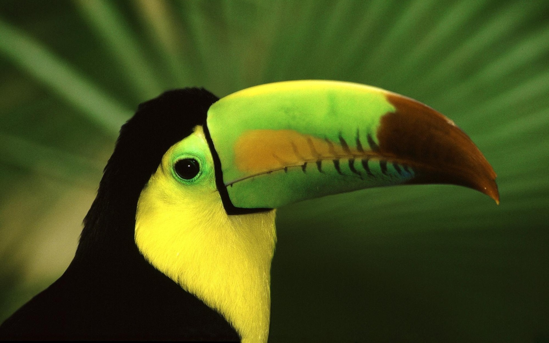 Грустный желтогрудый тукан обои