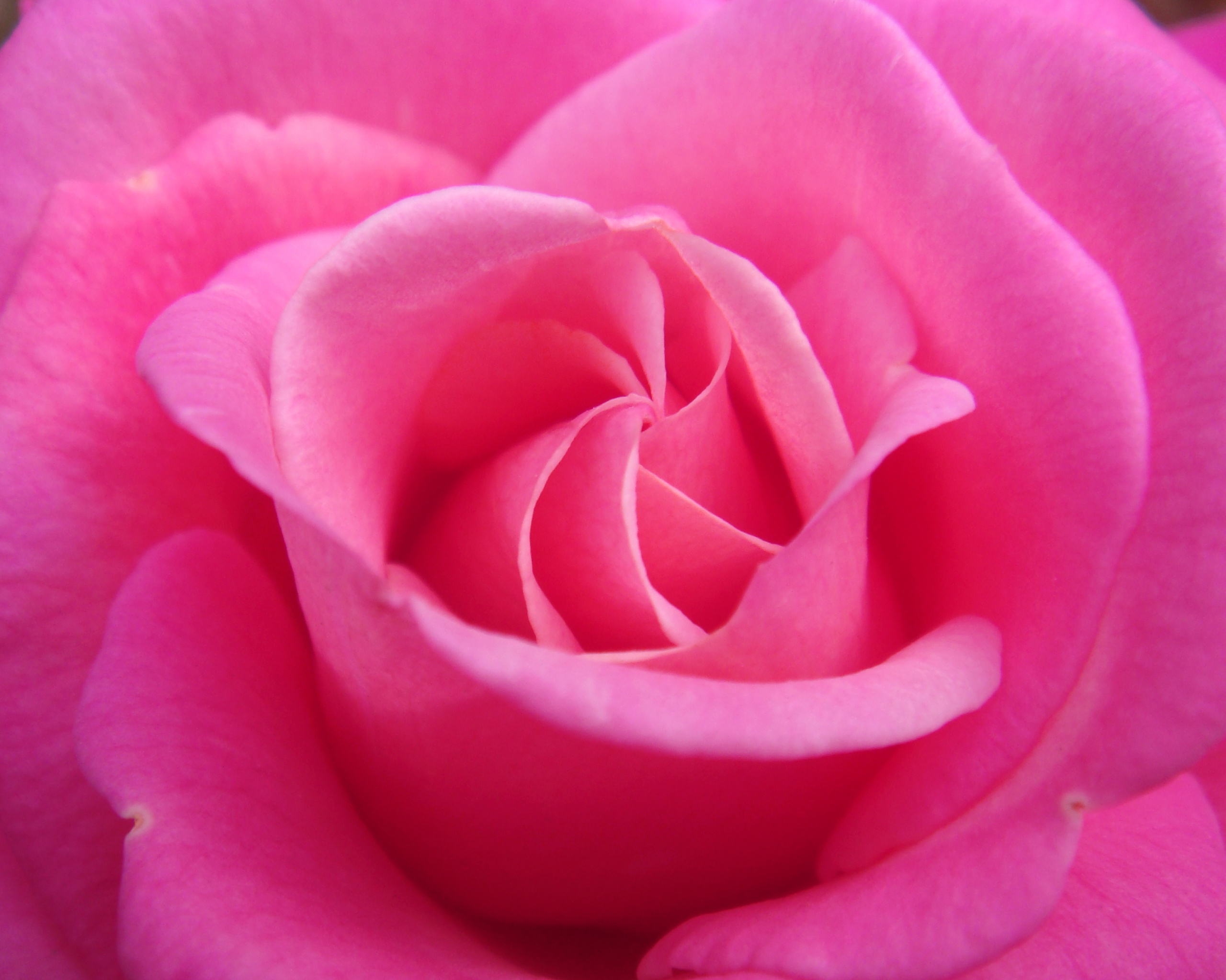 Идеальная роза обои