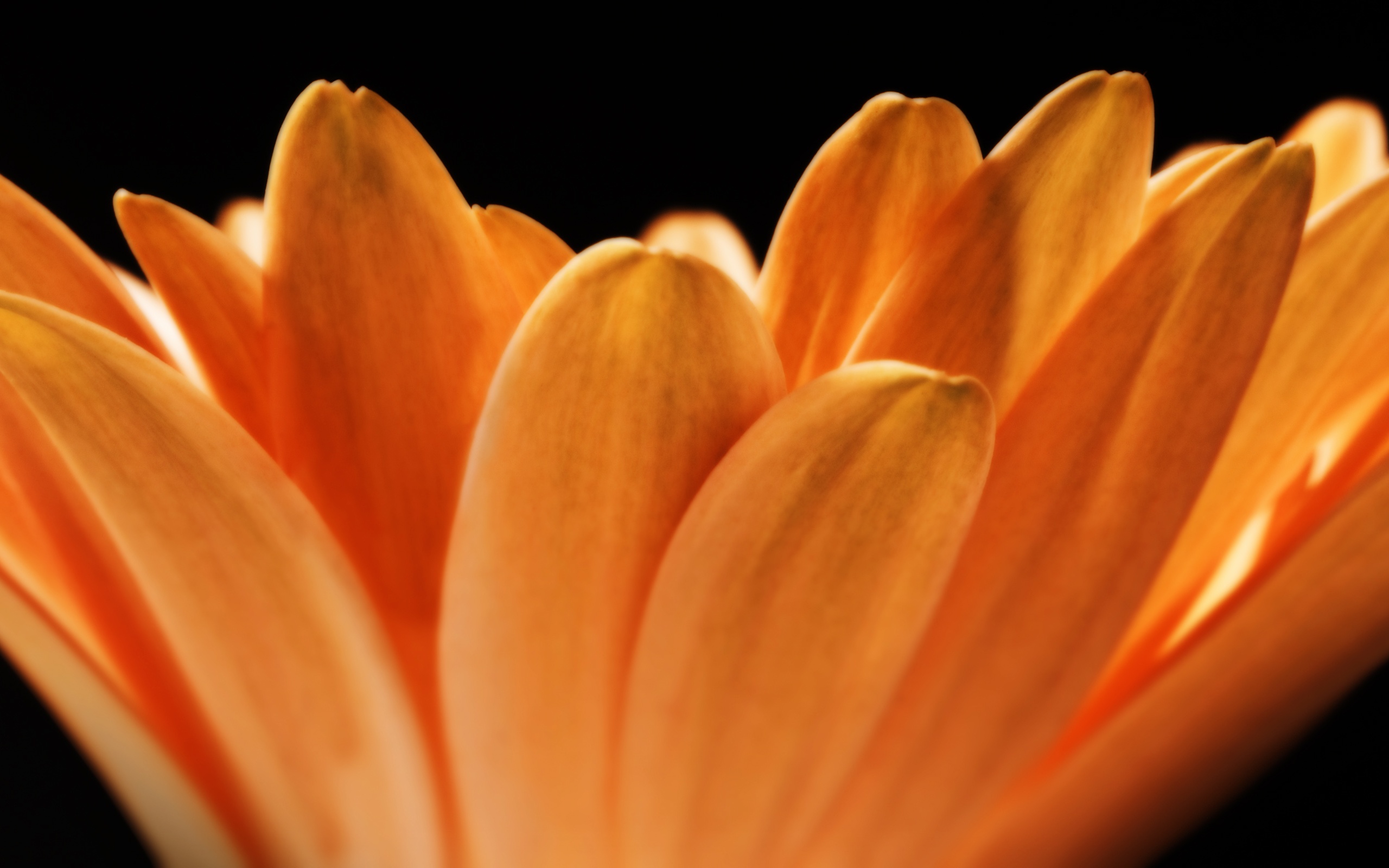 Цветочные лепестки обои