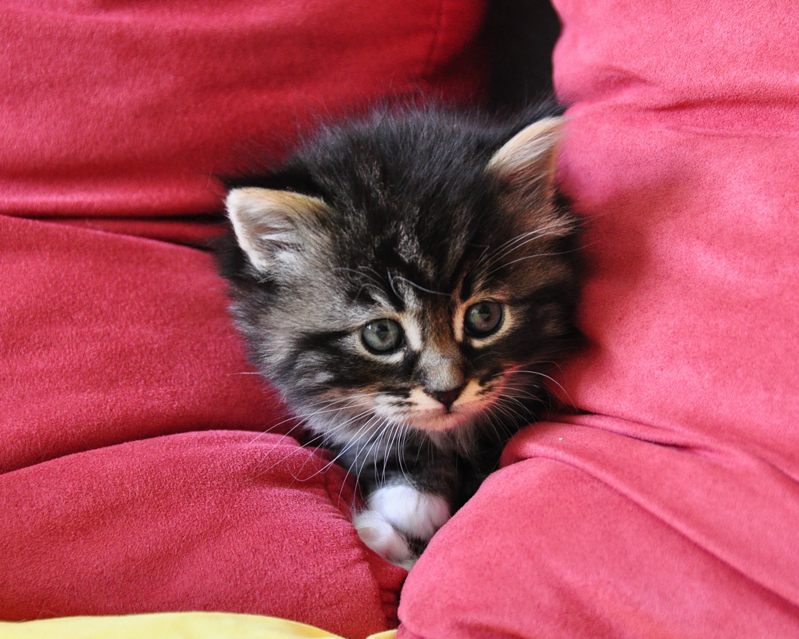 Котенок в подушках обои