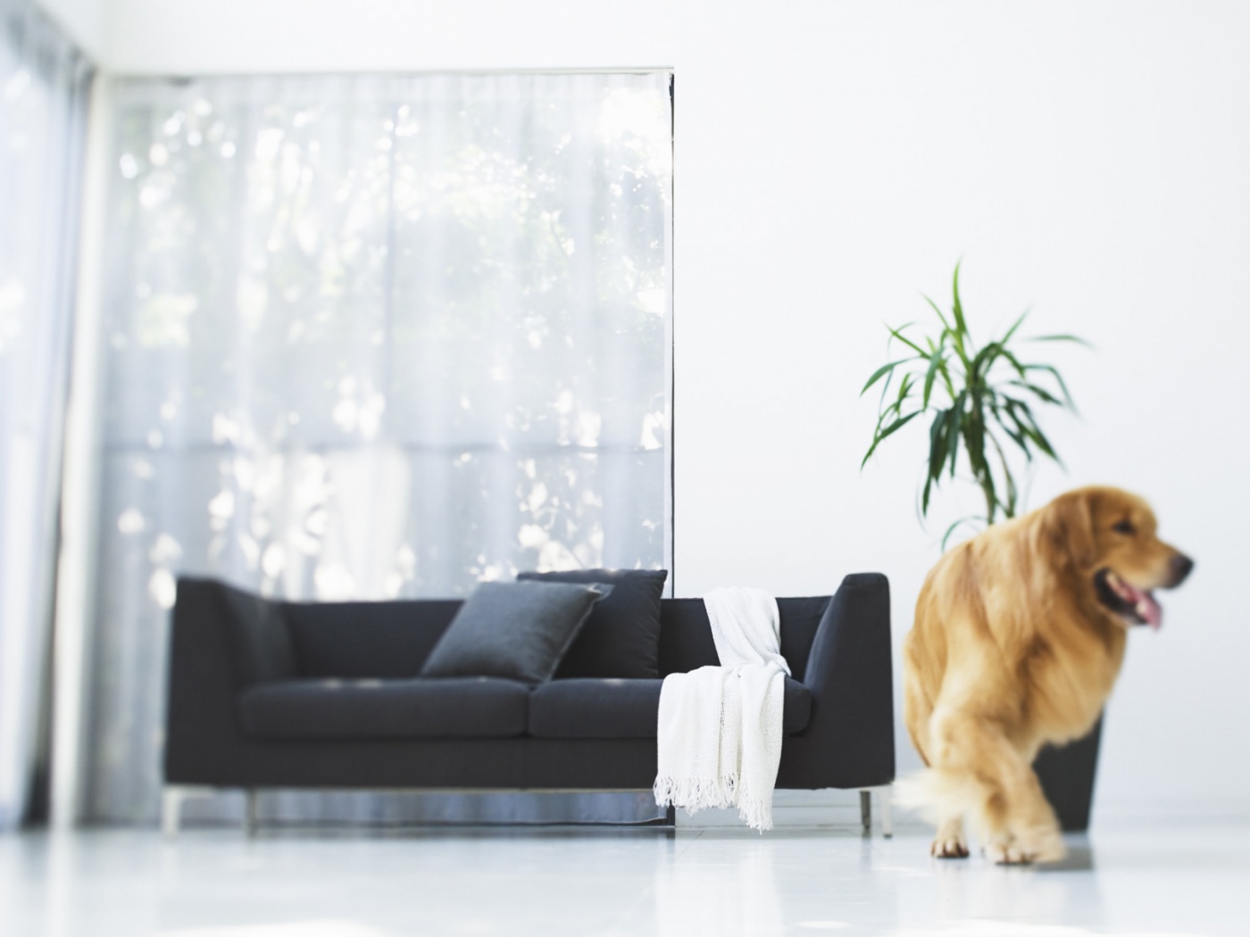 Собака в быту обои