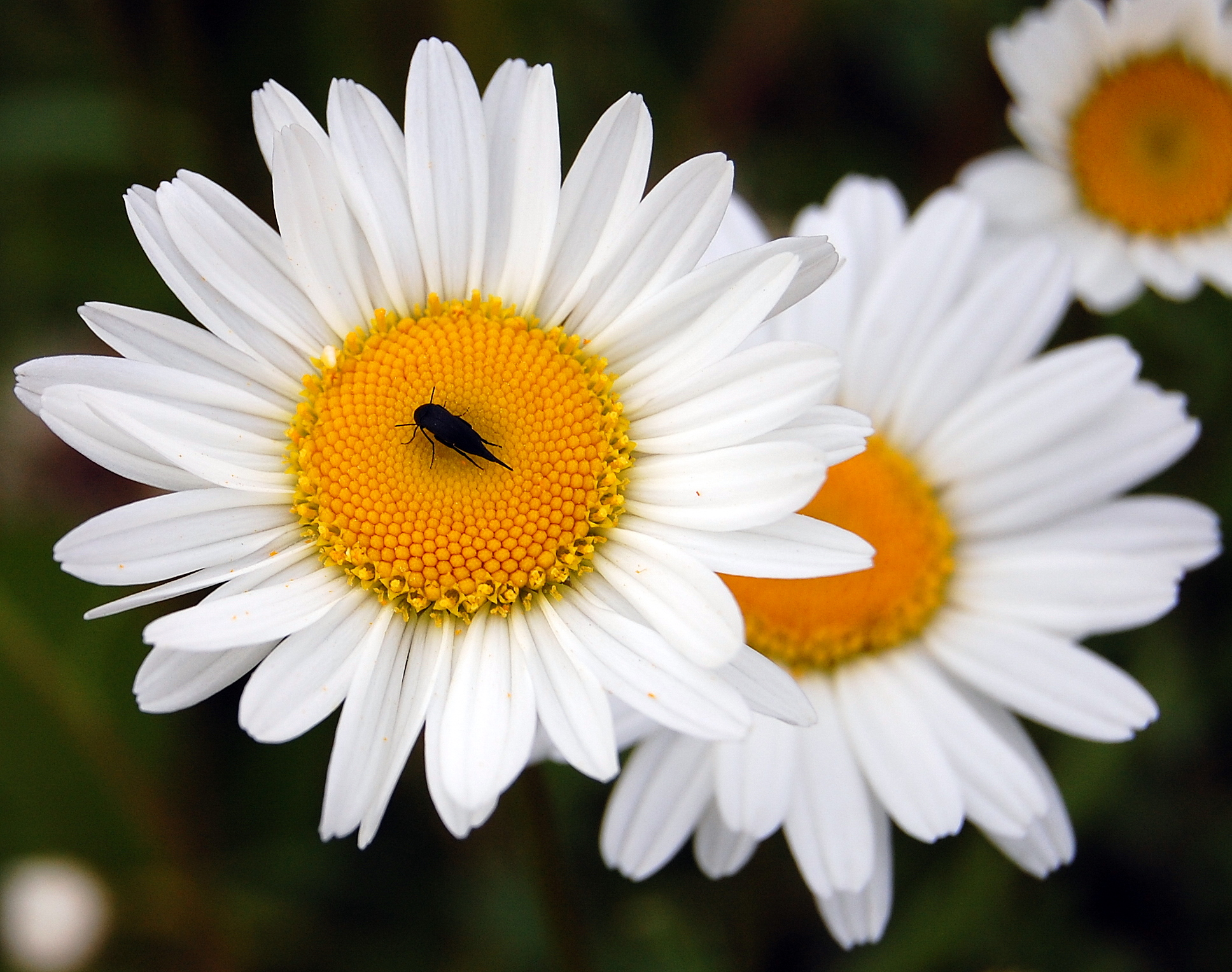 Ромашки обои