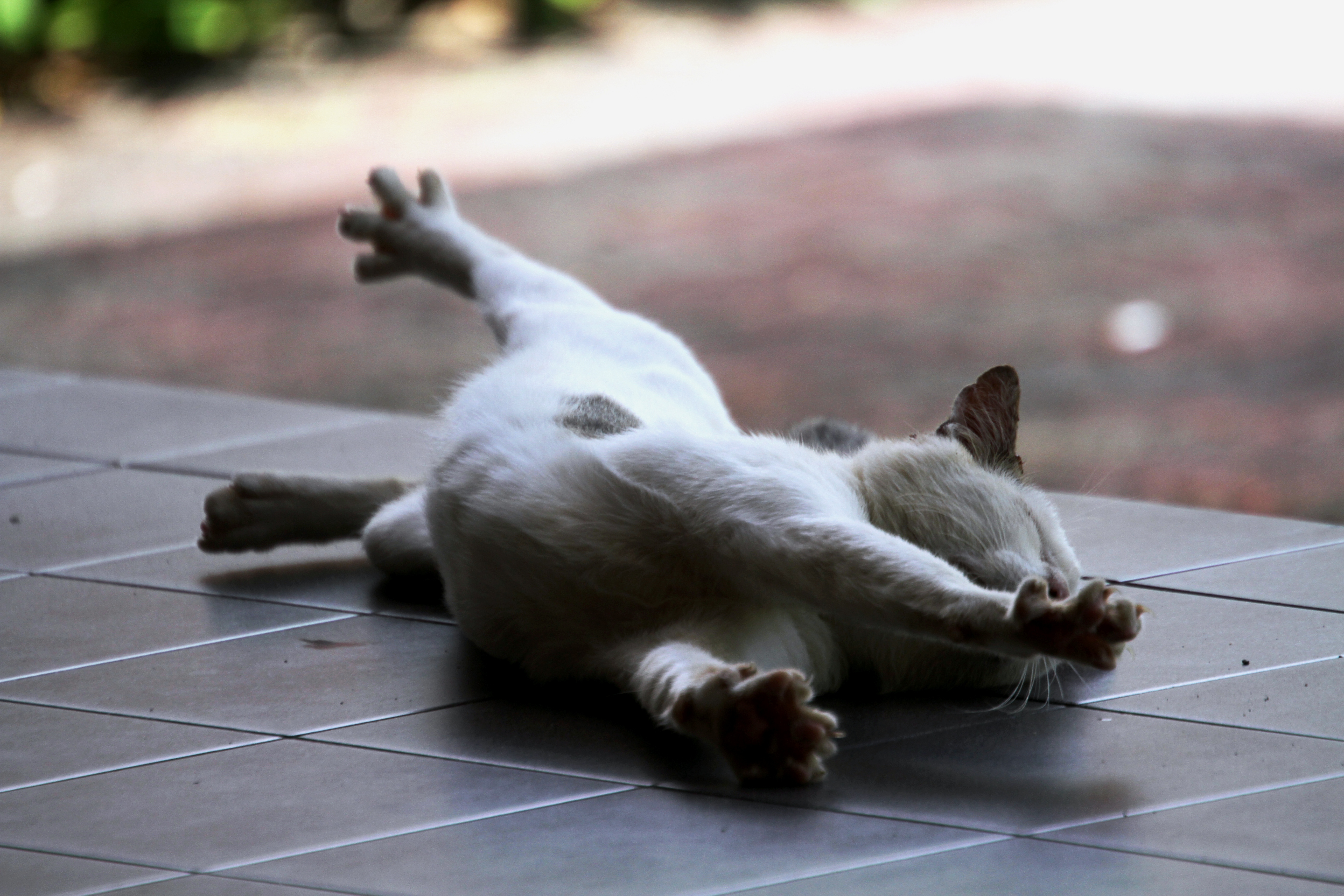 Потягивающаяся кошка обои