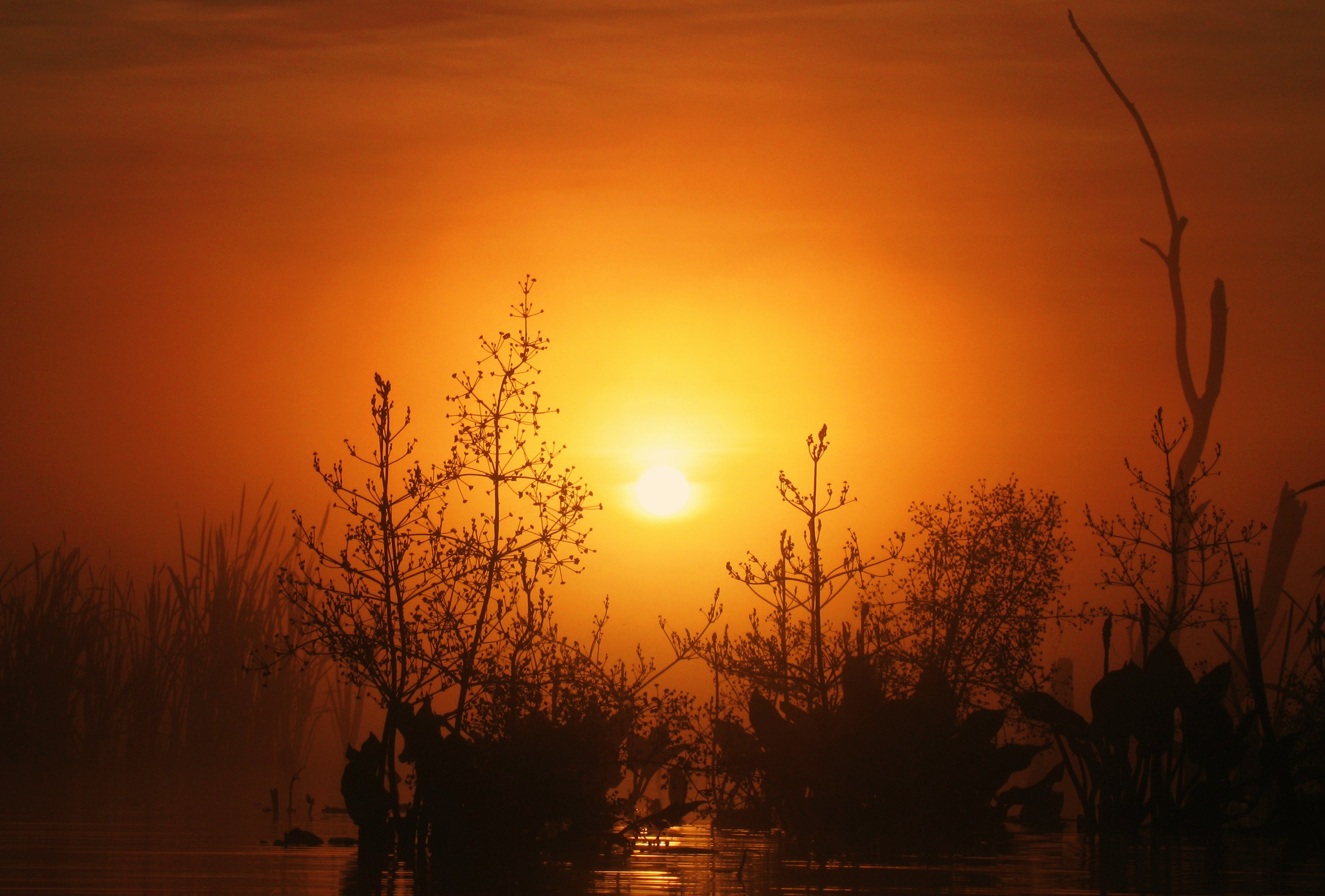 Доисторическое утро обои
