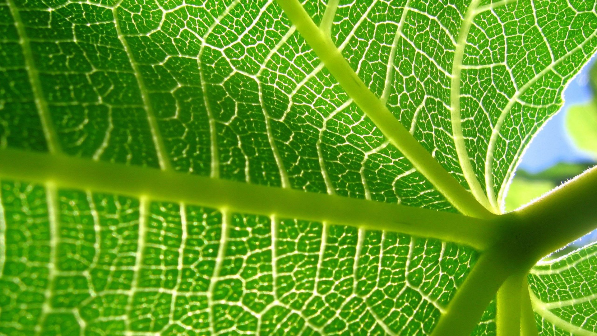 Внутренняя сторона листа обои